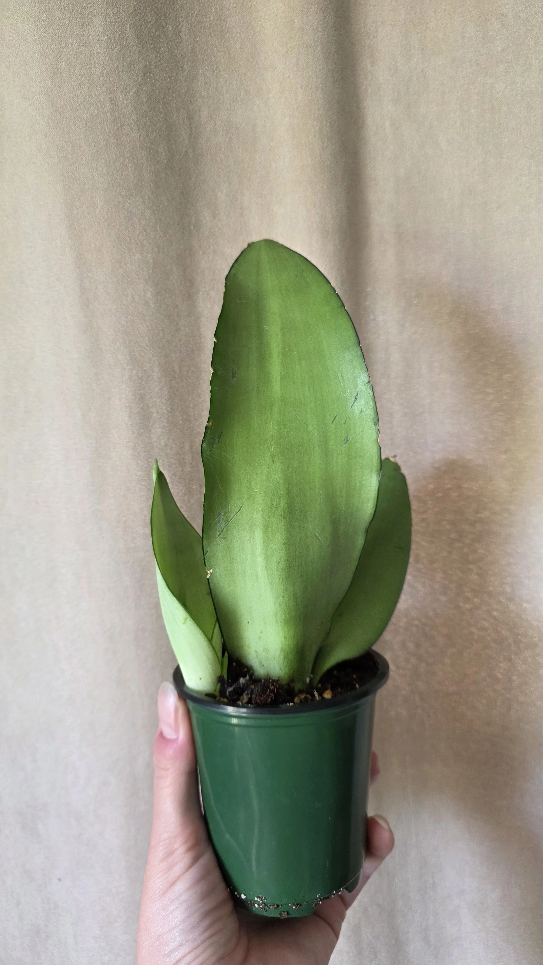 Sanseveria Moonshine - 3.5"