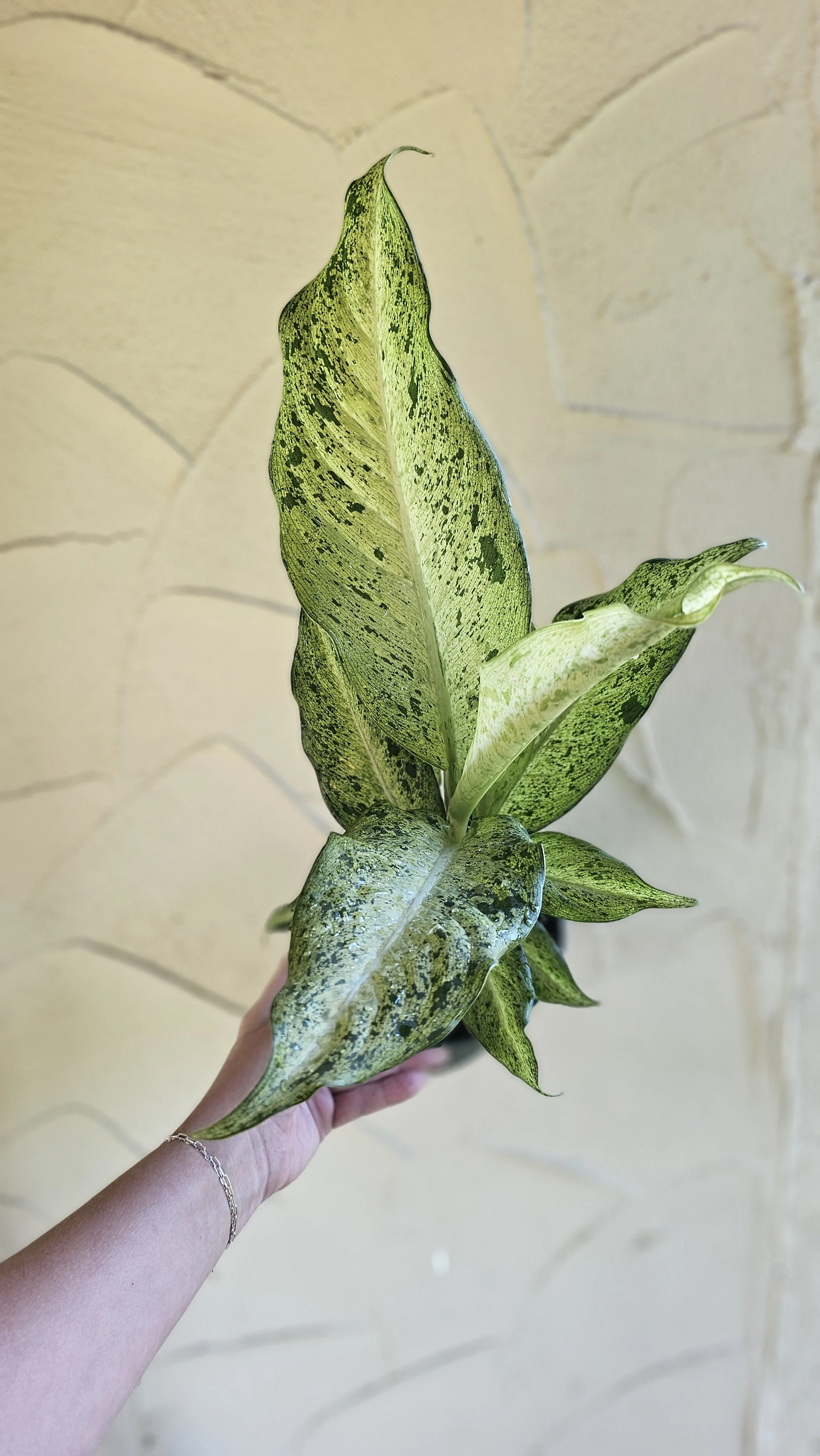 Dieffenbachia Camouflage - 6"