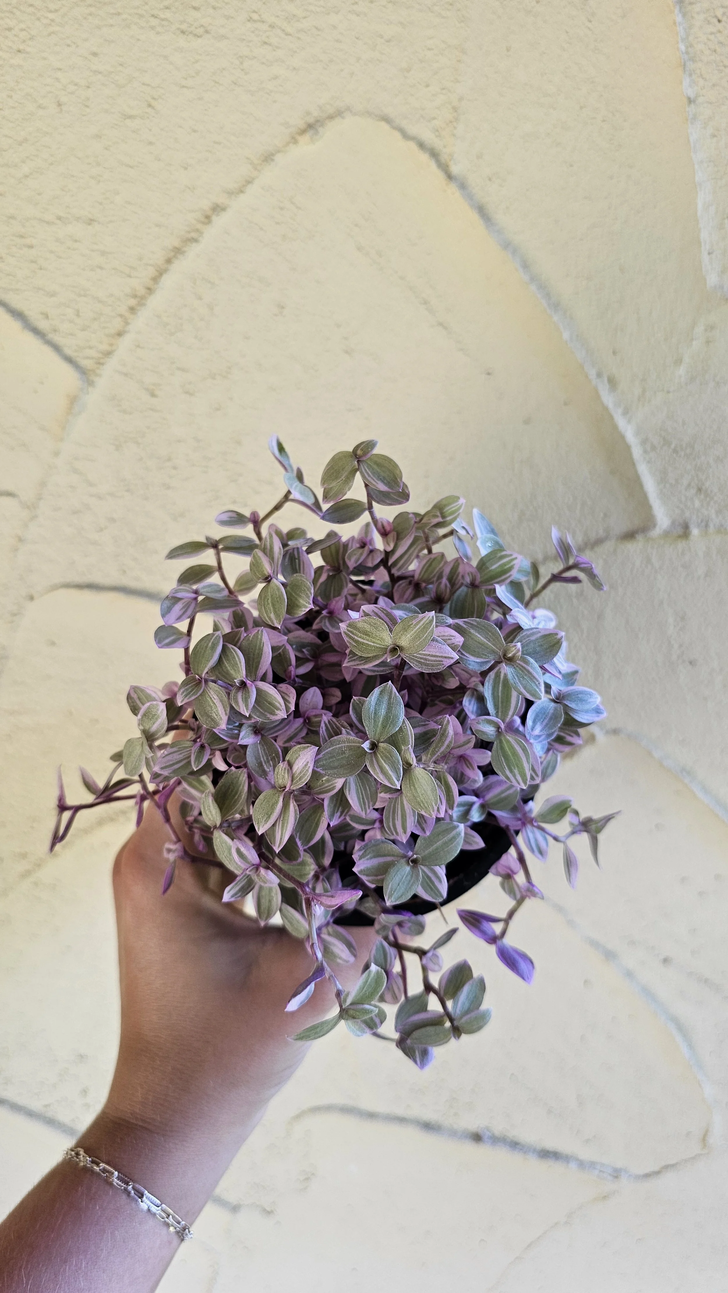 Callisia Repens Pink Lady - 4"