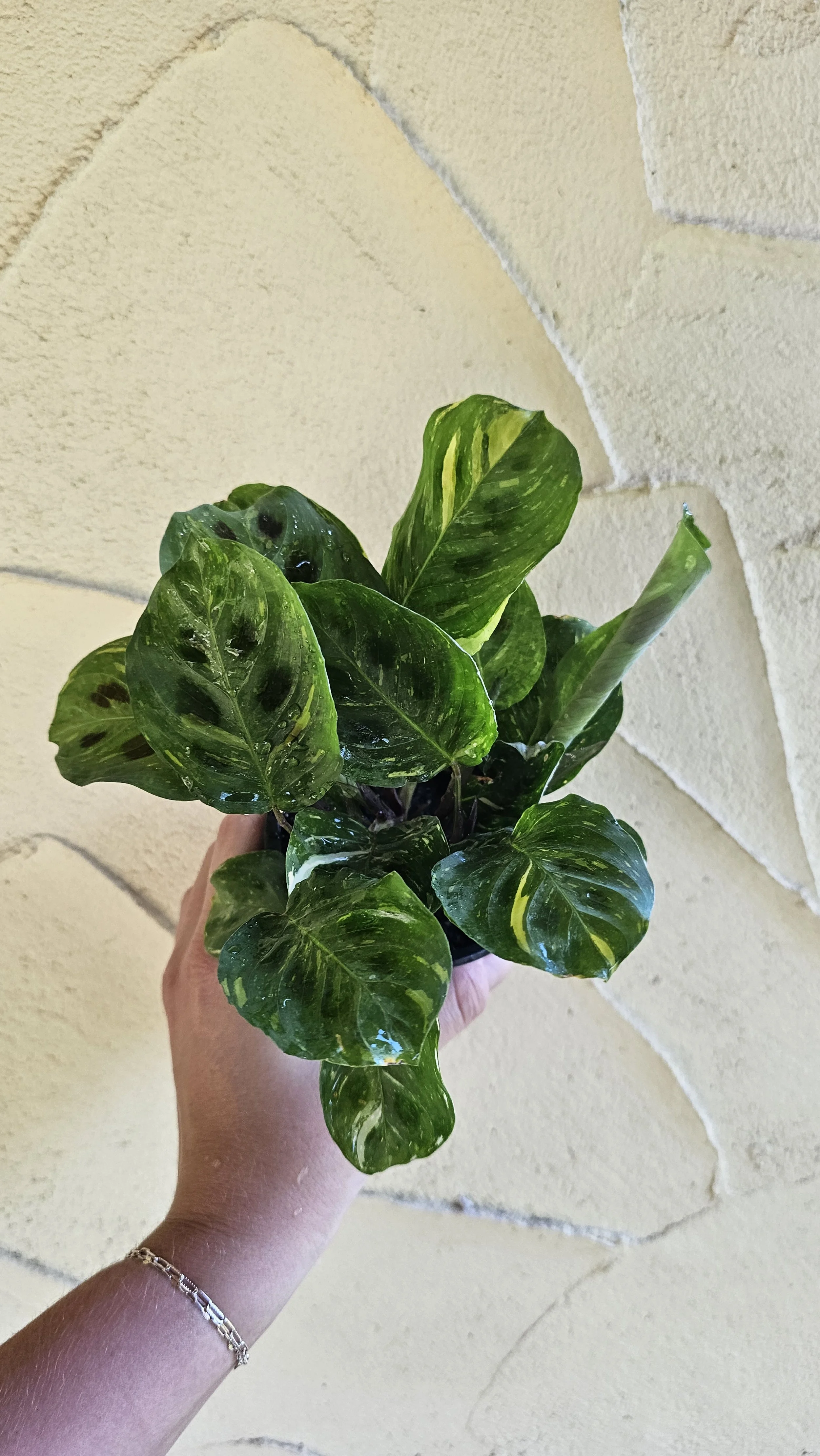 Maranta Prayer Plant - Variegated 4"