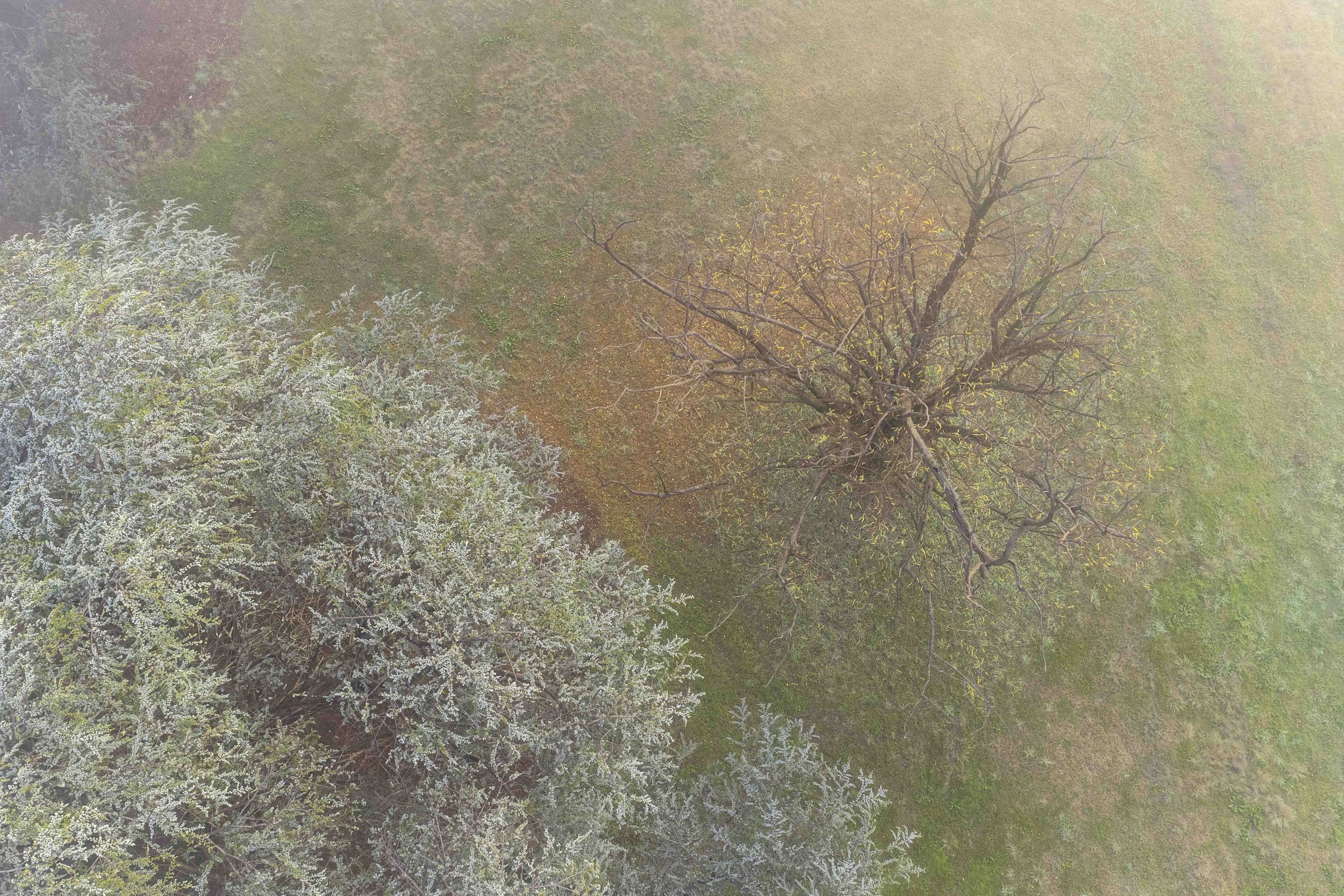 Aerial view of a park with trees in late fall, some with white blossoms, others with mostly barren branches, and grass on the ground.