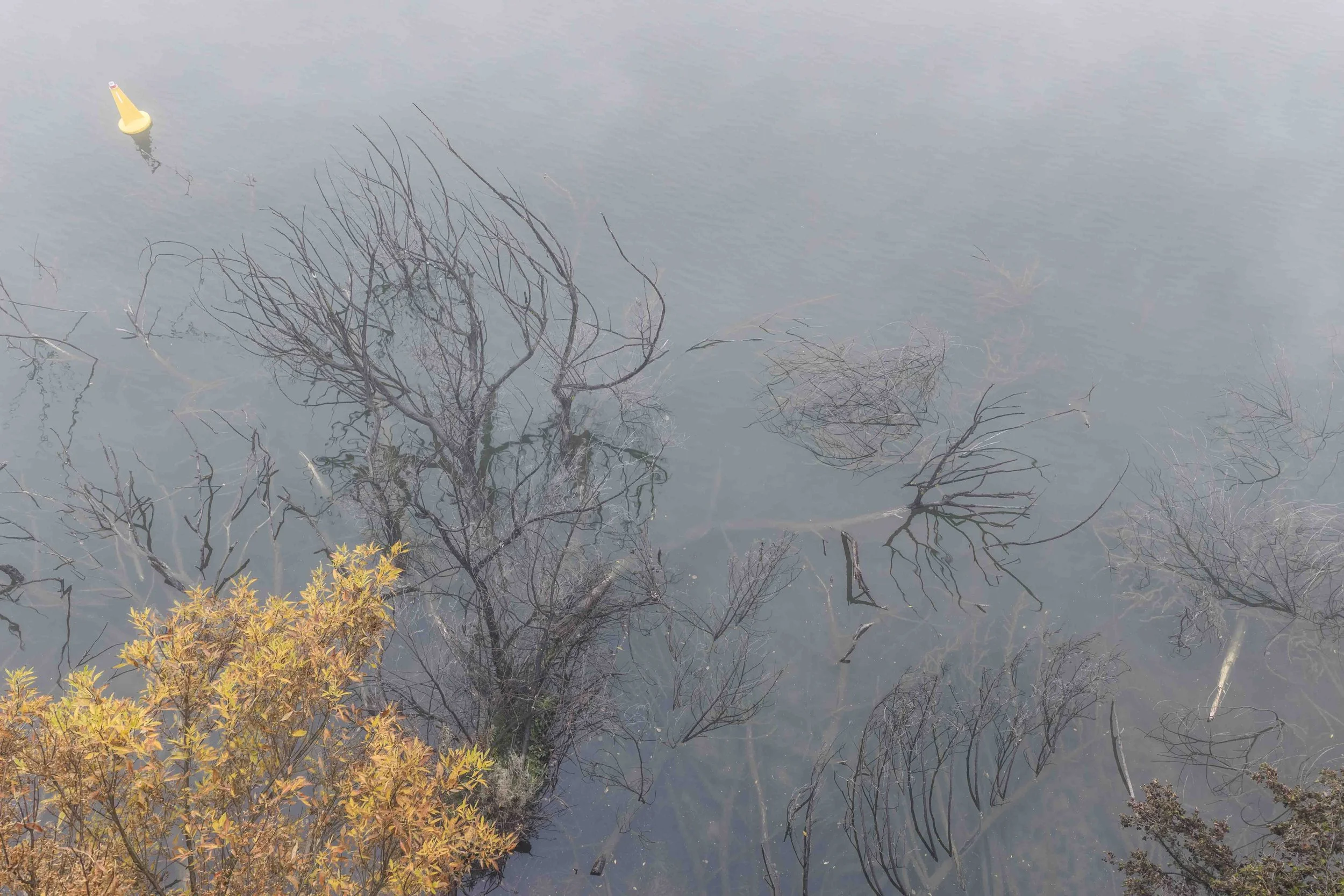 A body of water with submerged tree branches and a yellow buoy floating on the surface.
