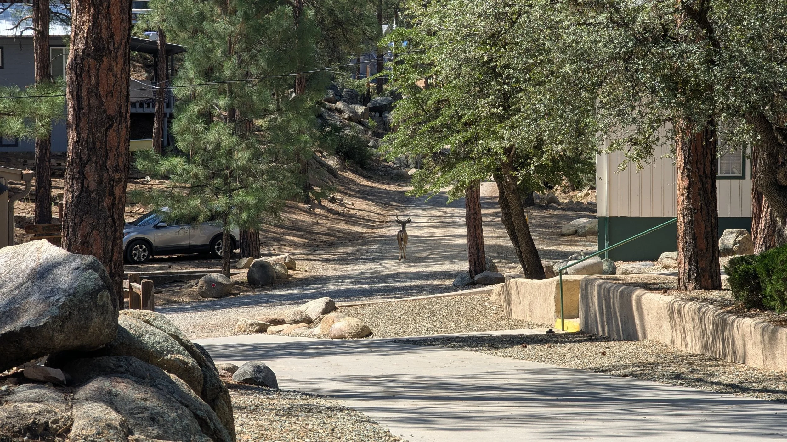 A dirt pathway in a wooded area with trees and rocks on both sides, leading towards a deer standing on the path.