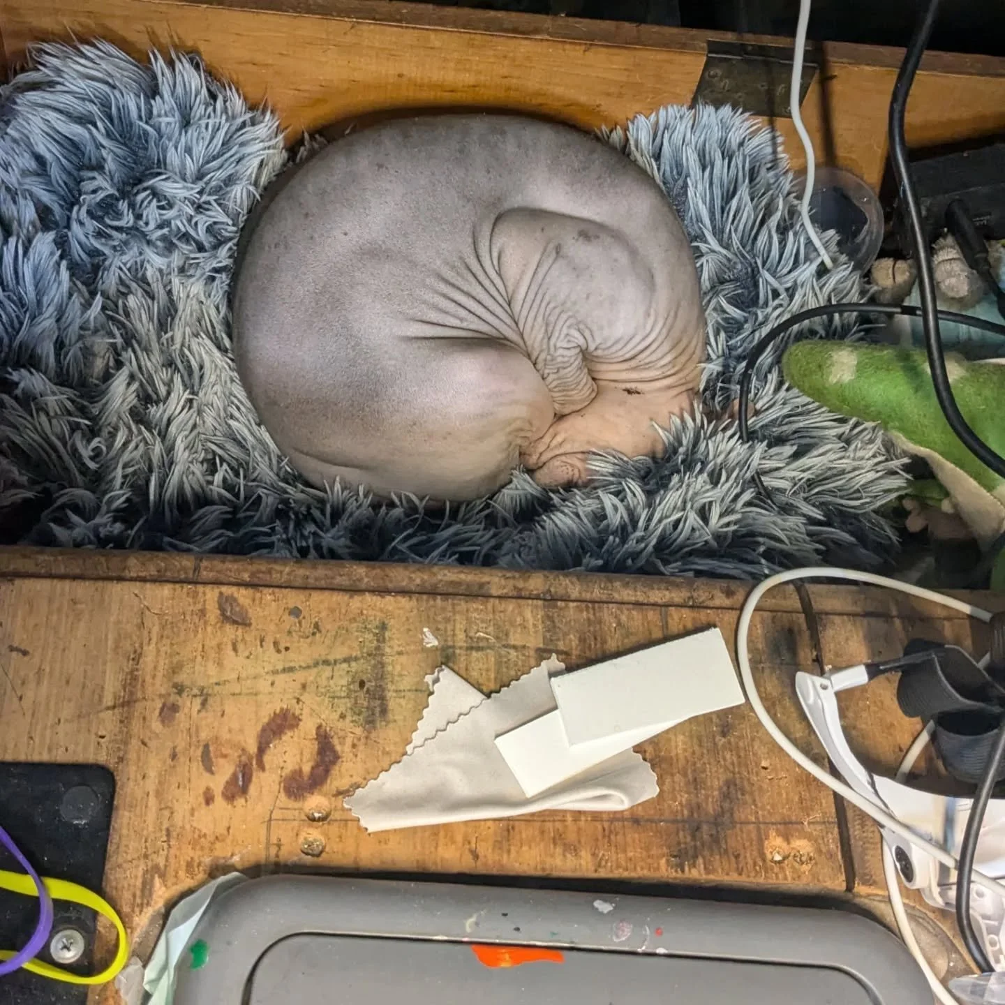 It's a miracle I get any work done at all, but putting a cat bed in my desk remains one do the best decisions I've ever made. Maybe the second best, after getting a cat.

#workshoplife #womenwhocraft #sphynxcat #sphynxstagram