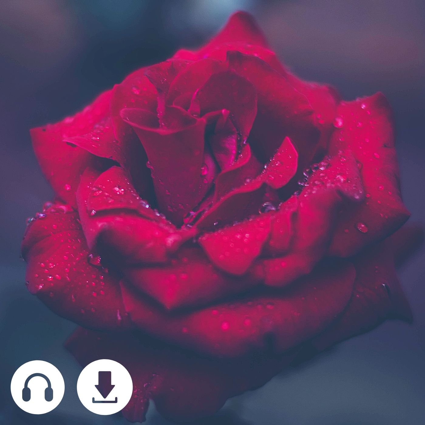 Red+Rose+Album+Cover.jpeg