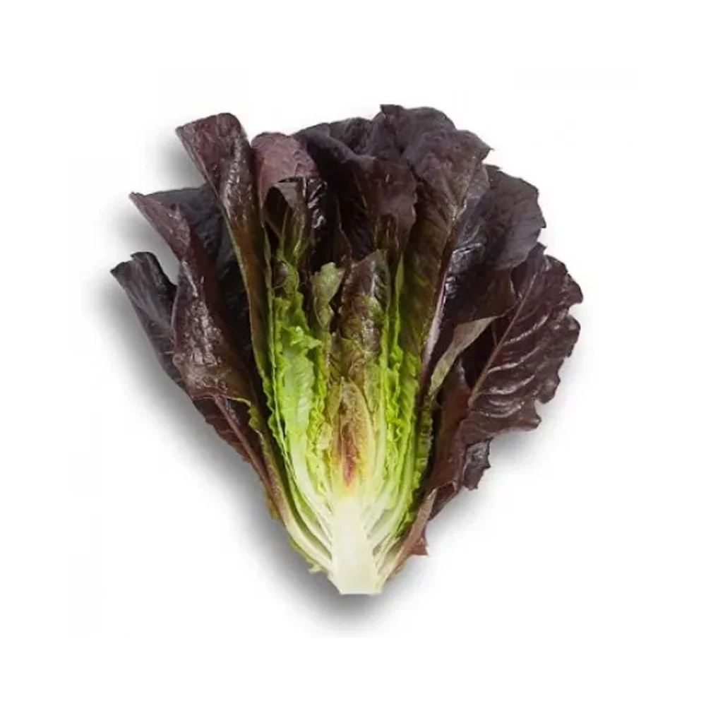 Turinus Red Romaine