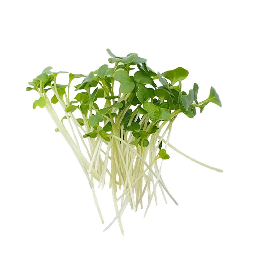 Microgreen Broccoli