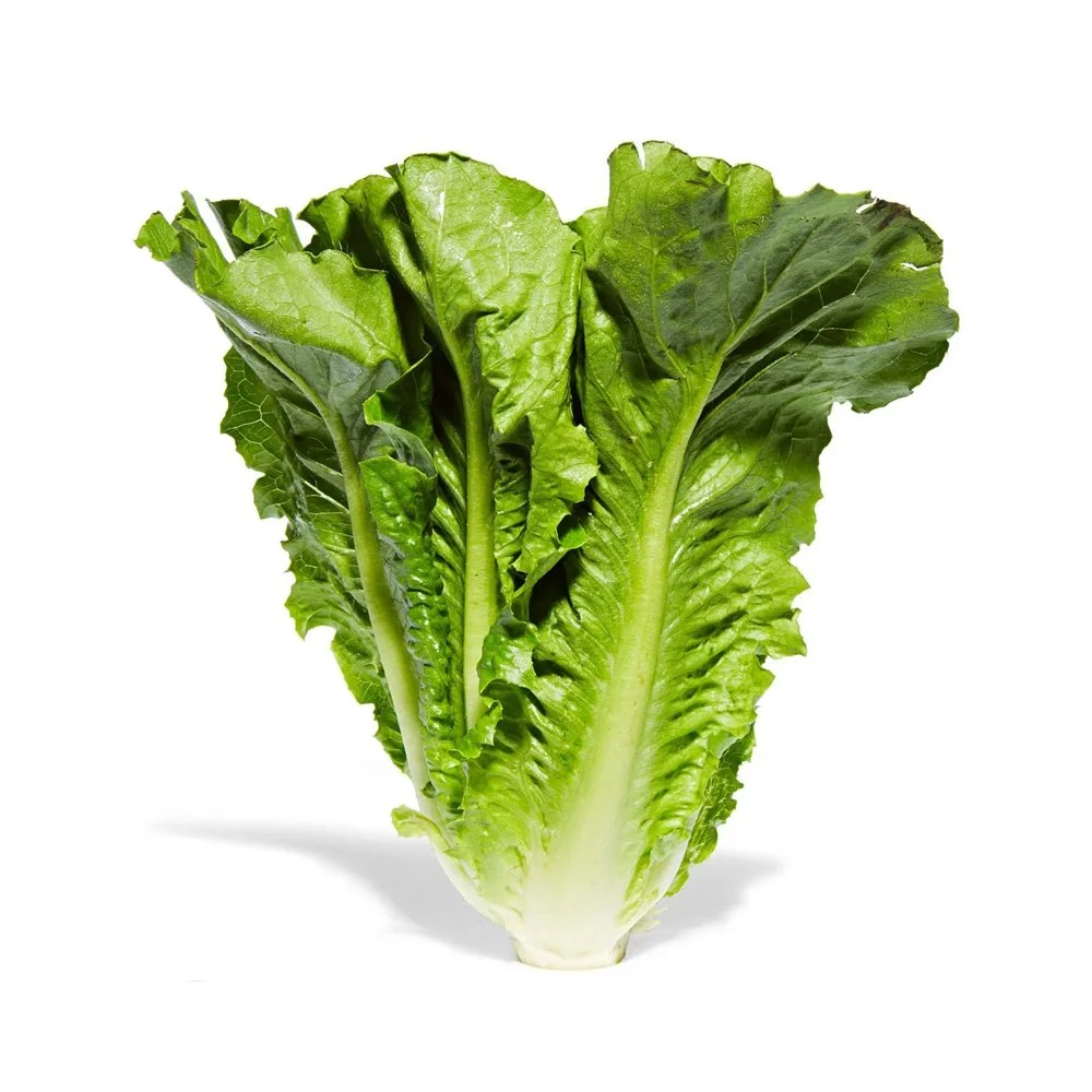 Romaine Lettuce