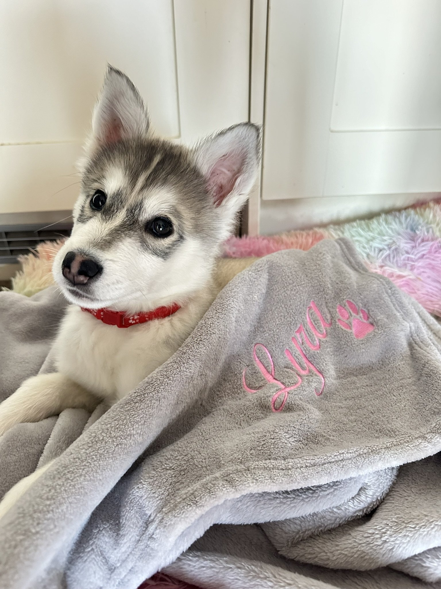 Personalised Pet Blanket