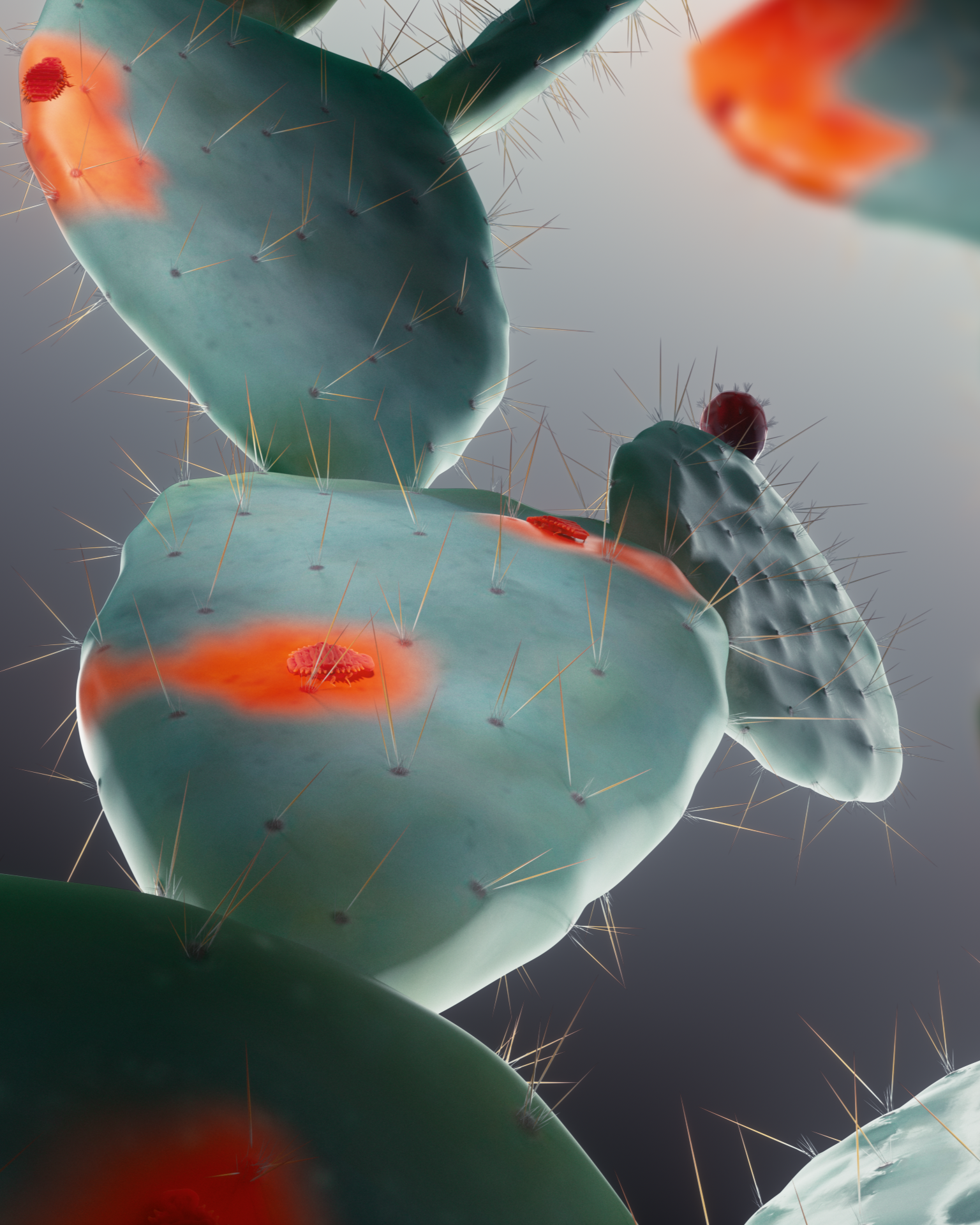 260120_Campari-Cactus_v01_060.png