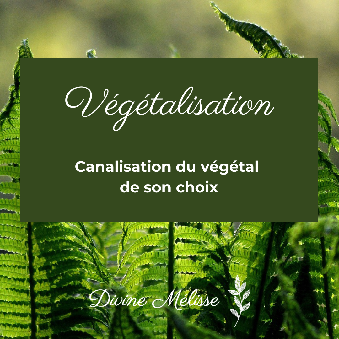vegetalisation-carree2.png