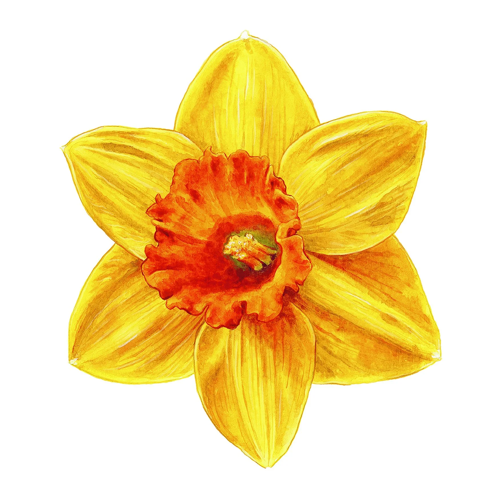 Daffodil.jpg