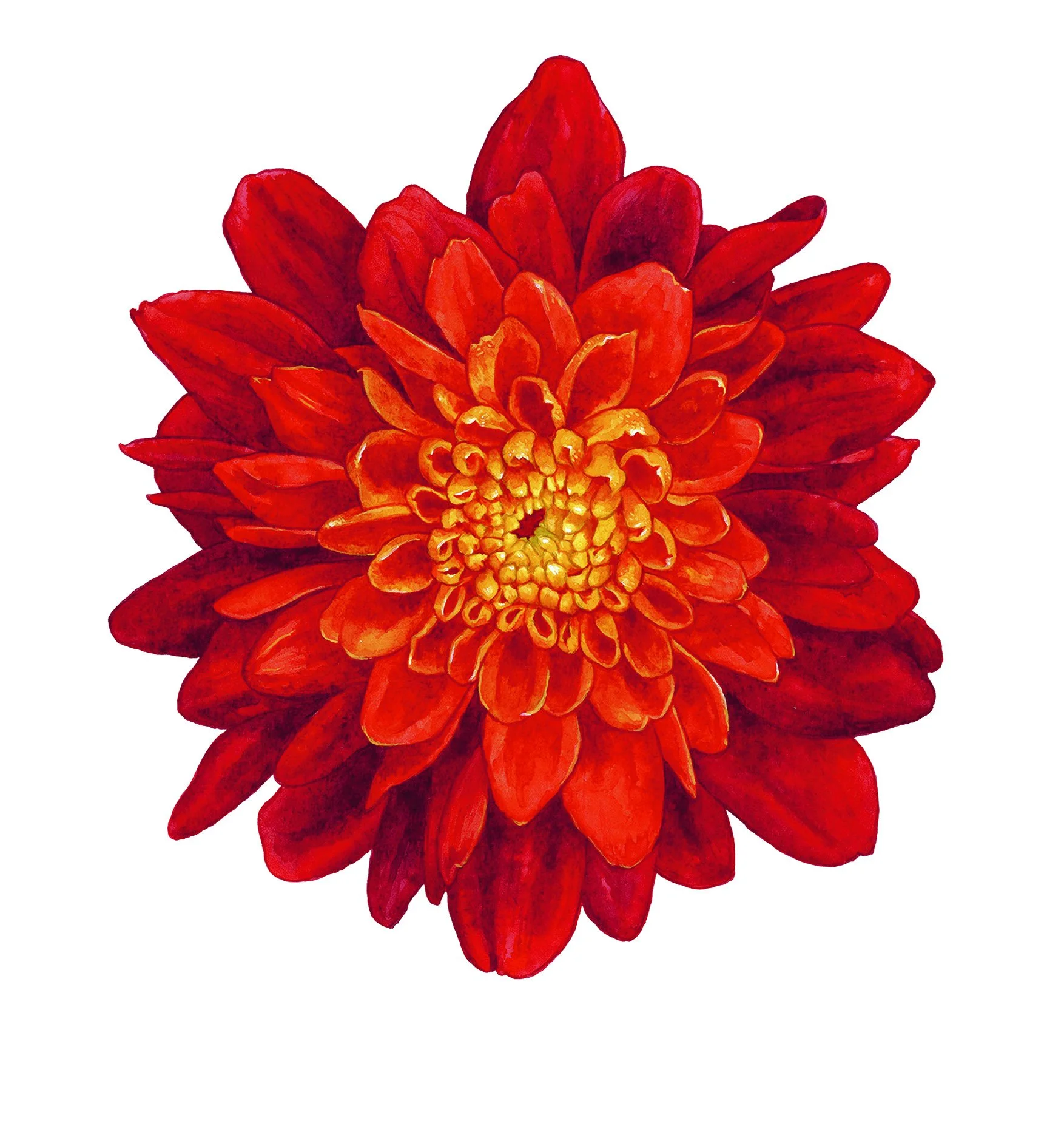 Chrysanthemum.jpg