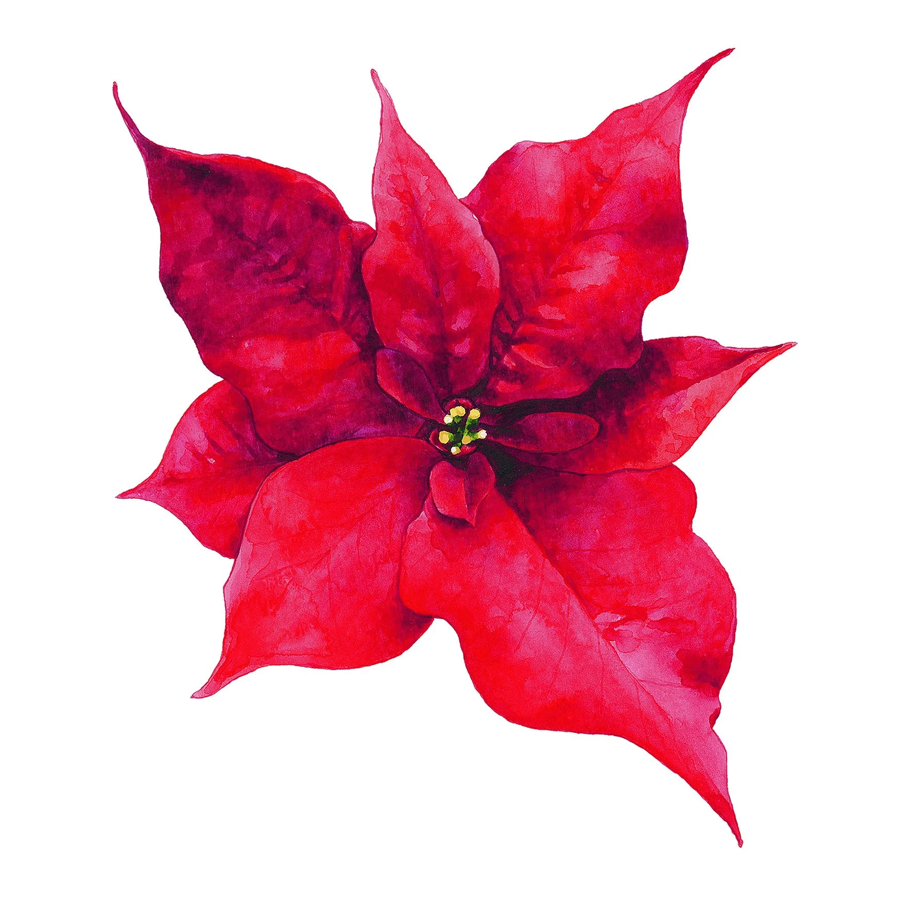Poinsettia.jpg