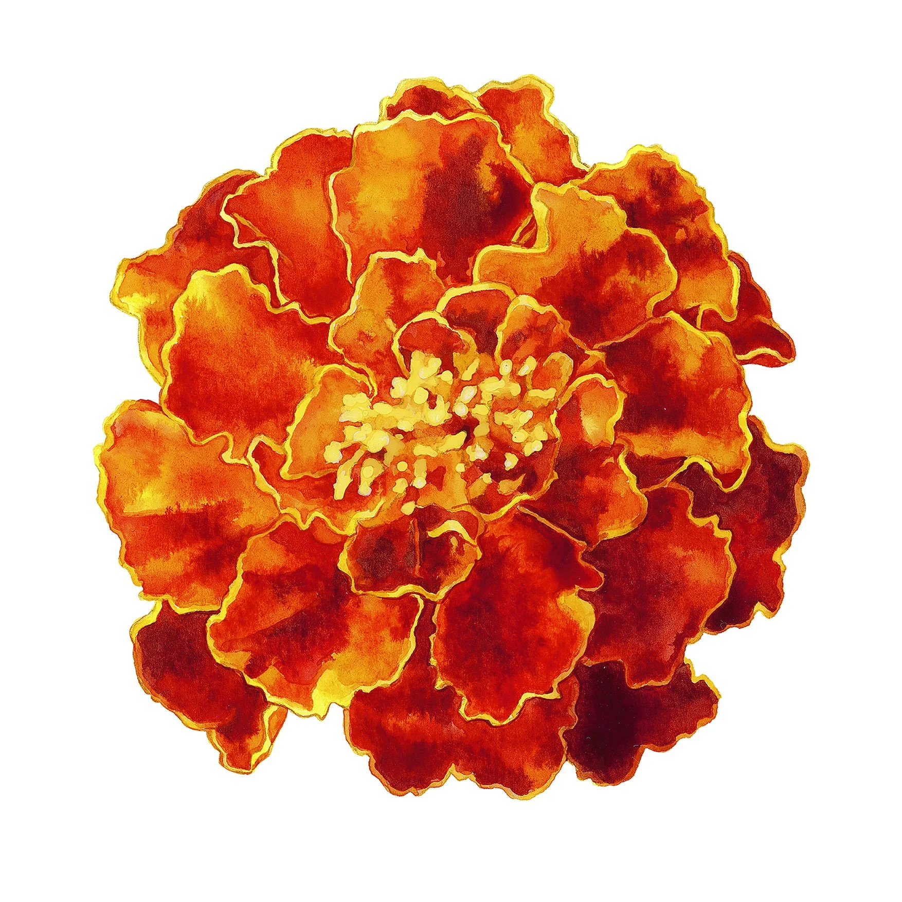 Marigold.jpg