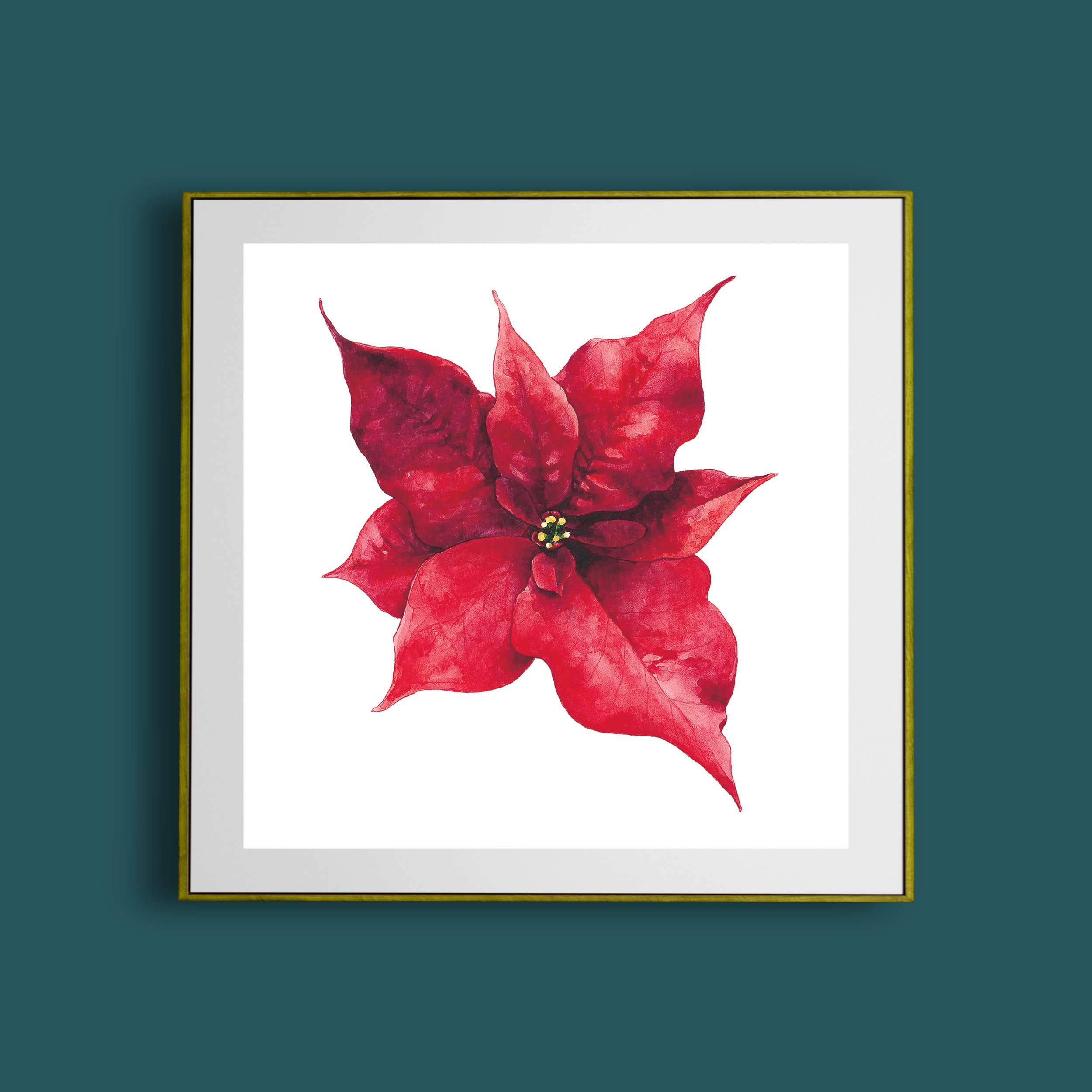 Poinsettia