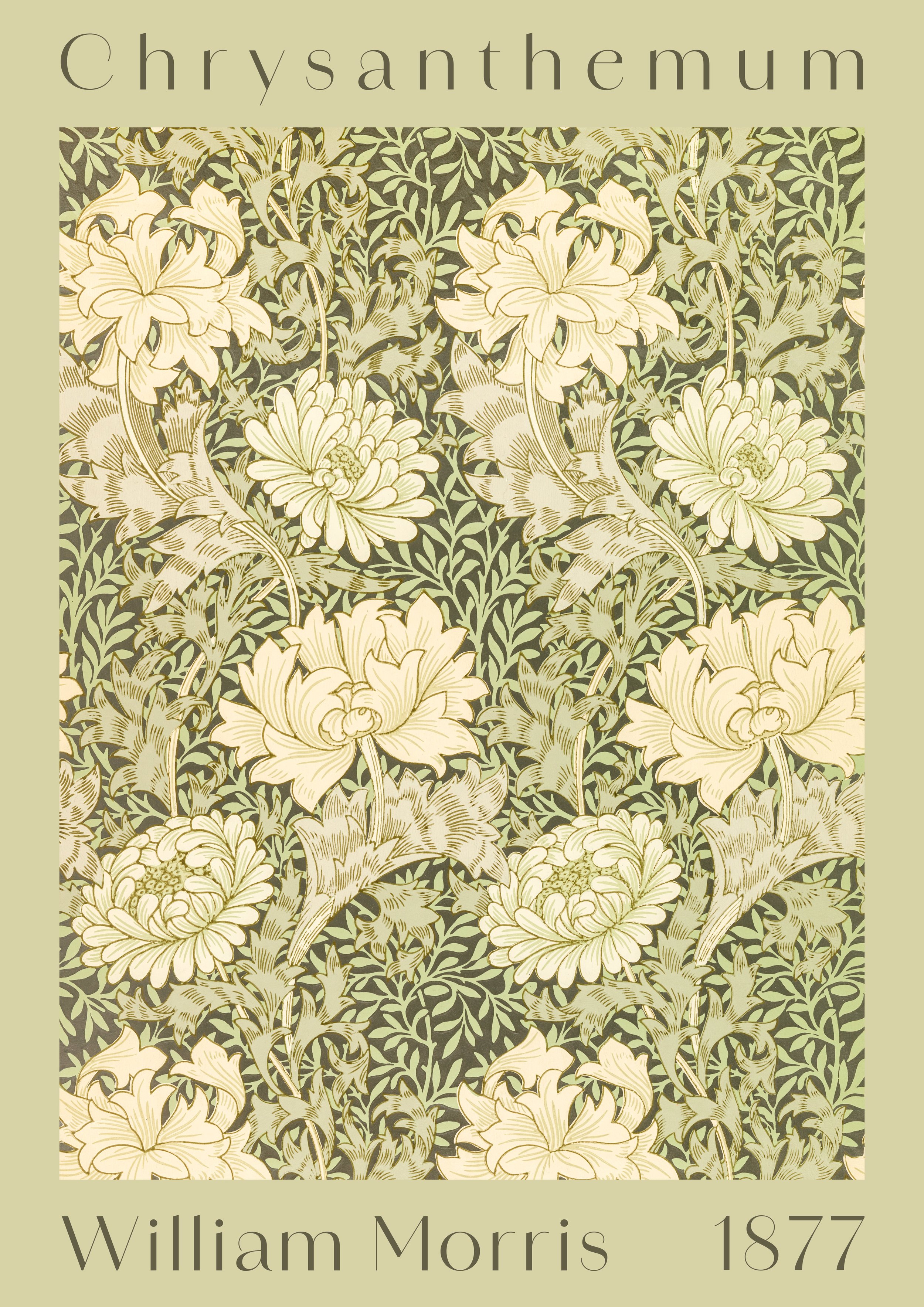 Chrysanthemum.jpg