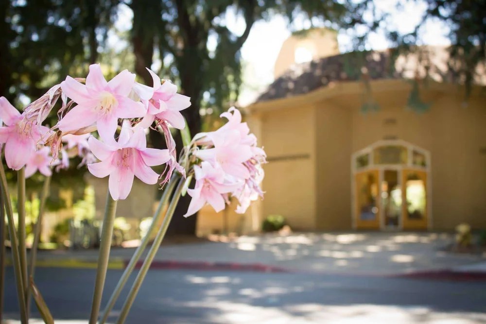 Art of Teaching Summer Courses — Sacramento Waldorf School