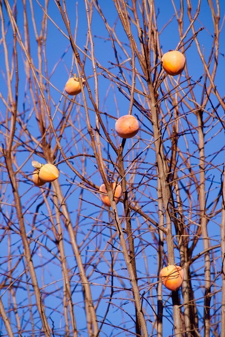 🌱Growing on the Farm 🧑🏾&zwj;🌾: persimmons!

Persimmons were somewhat late to the agrarian game as domestication and cultivation began just over 2,000 years ago in China. Today, China, Japan and South Korea are the top producers of persimmons. It 