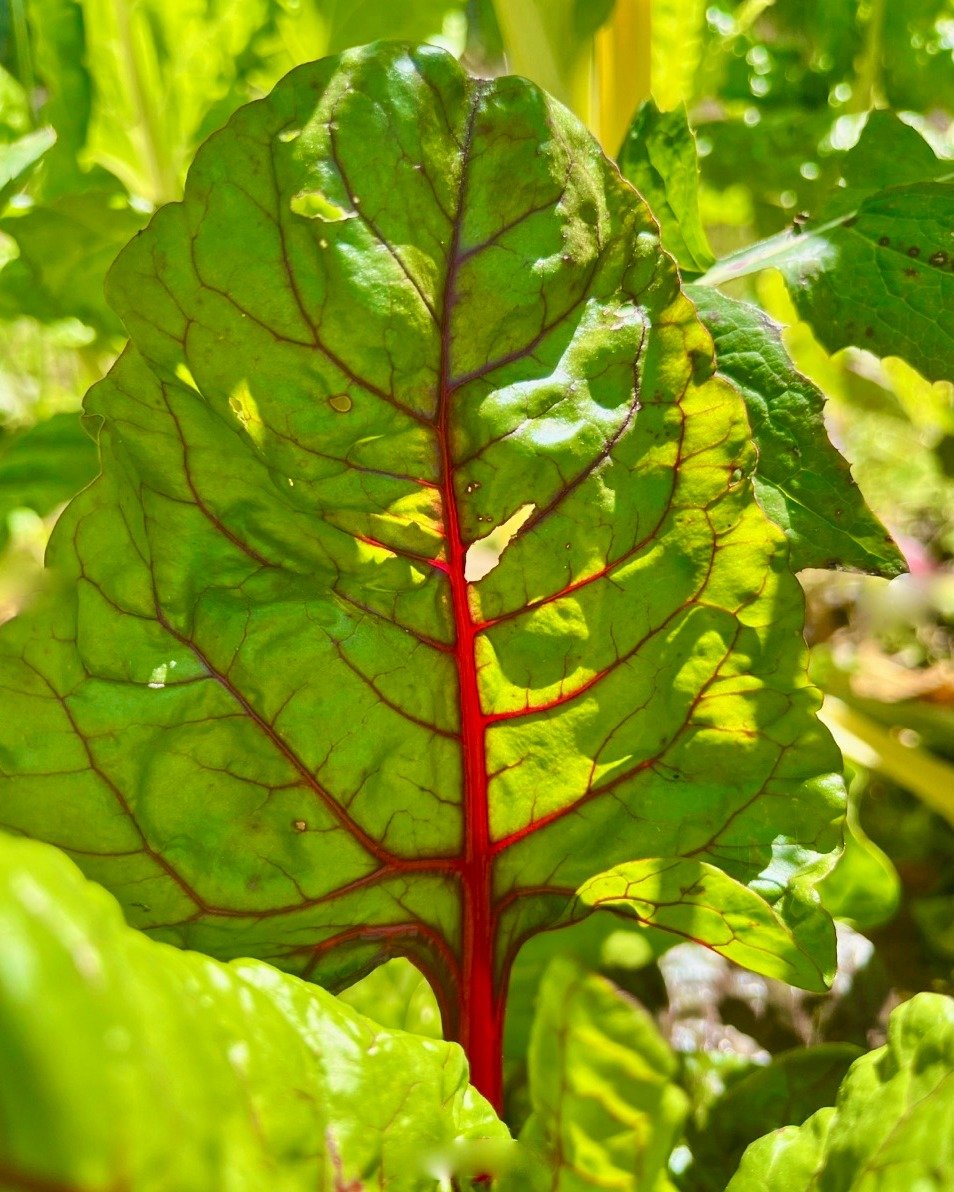 🌱Growing on the farm👩🏻&zwj;🌾: all the greens!

Our Thursday Farm Stand will be abundantly stocked with green goodness. We're currently growing chard, kohlrabi, kales, lettuces, mustard greens, and all kinds of cabbages on the farm. Thanks again, 