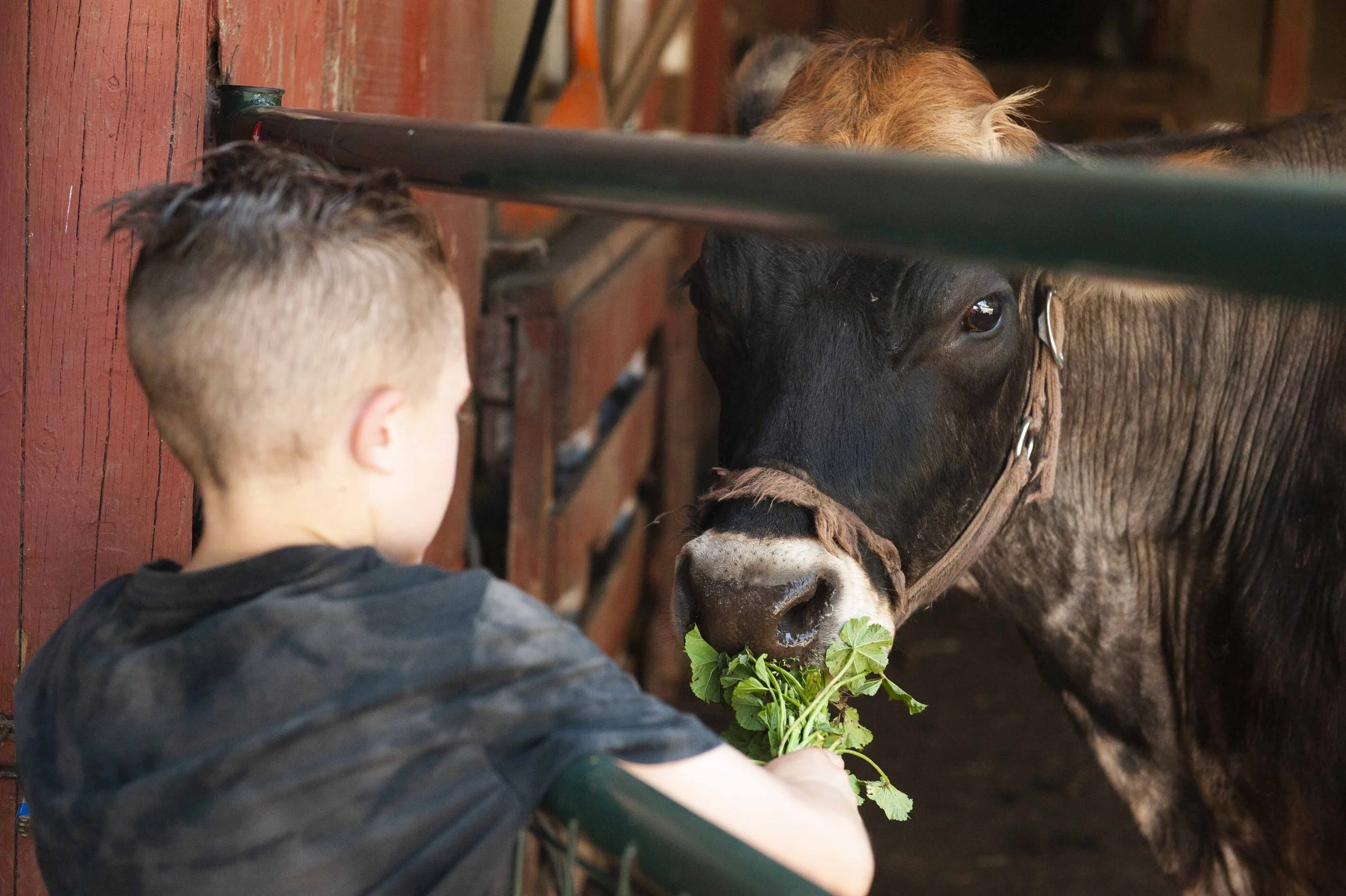 Farm Life_1.jpg