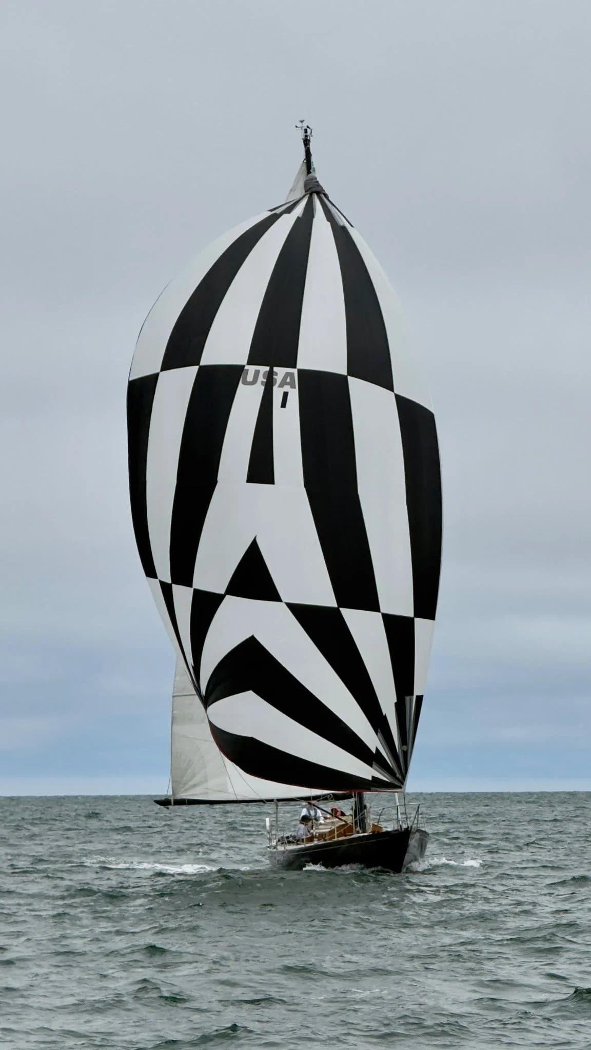 Zebra spinnaker2.JPG