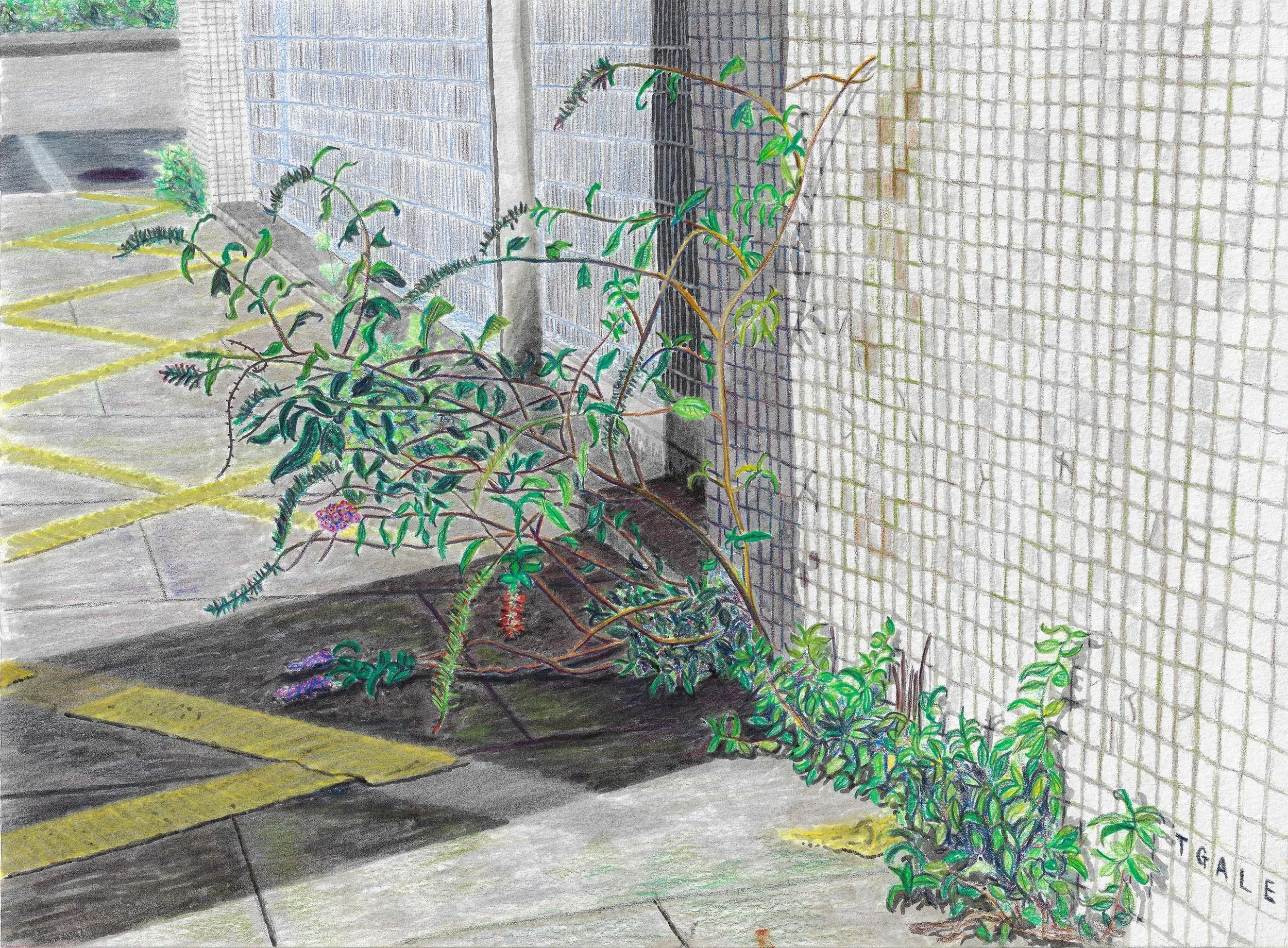 Office Weeds (2019)