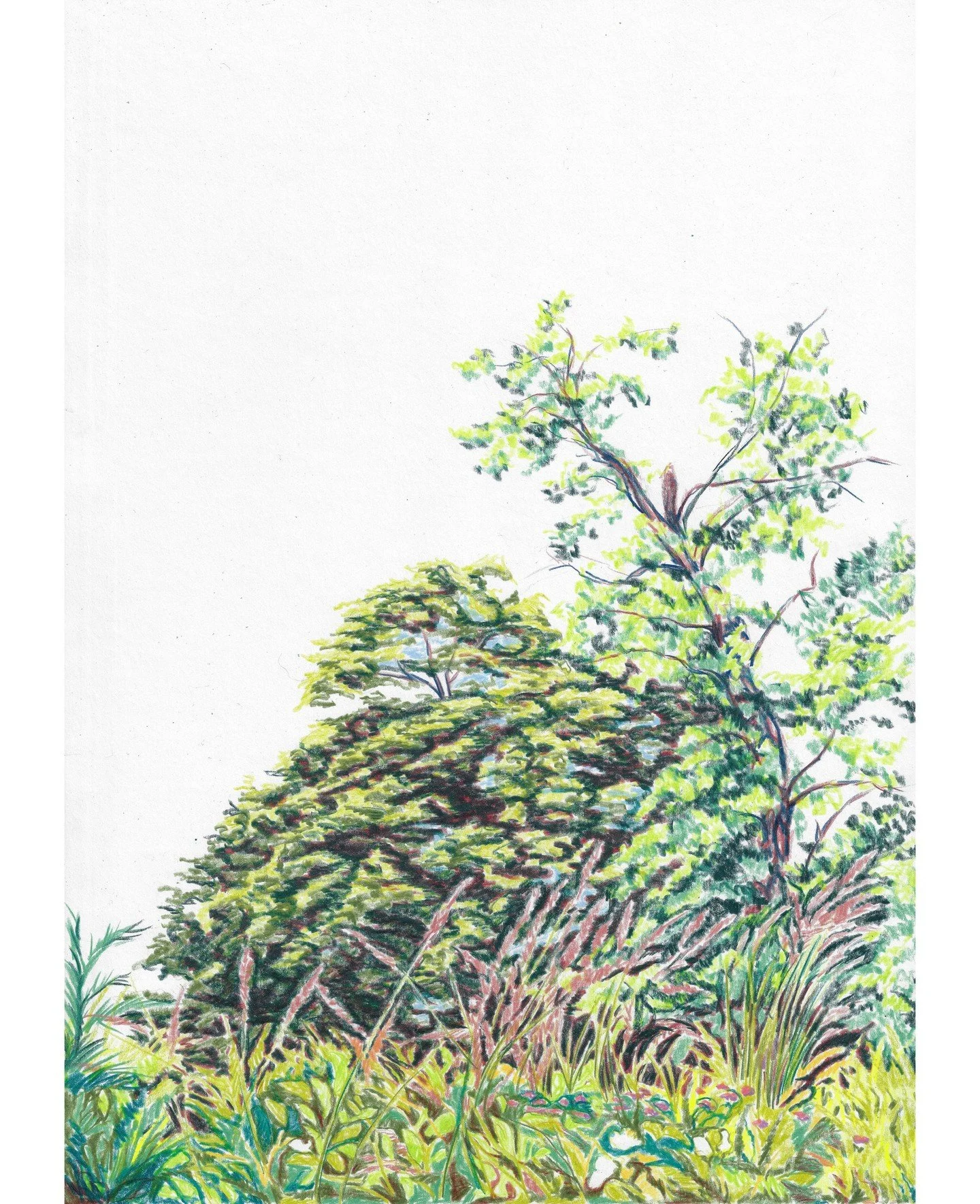 Work in progress for a new series. Colour pencil drawing.

#drawingmatters #contemporarydrawing #contemporarylandscape #colourpencil #emergingartist #colourfulart #naturalart #natureart #pencildrawing