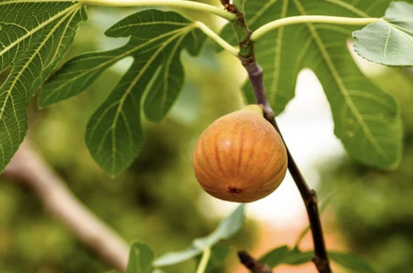 Screenshot 2026-04-24 101611.jpg