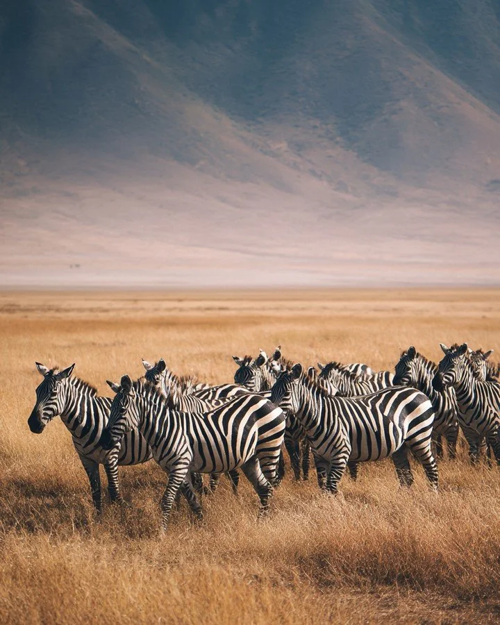 We already have ten people signed up for our next group trip to Kenya, Tanzania, Zanzibar in March 2027

There&rsquo;a still time for you to join and get on the payment plan!

Link in bio for details!