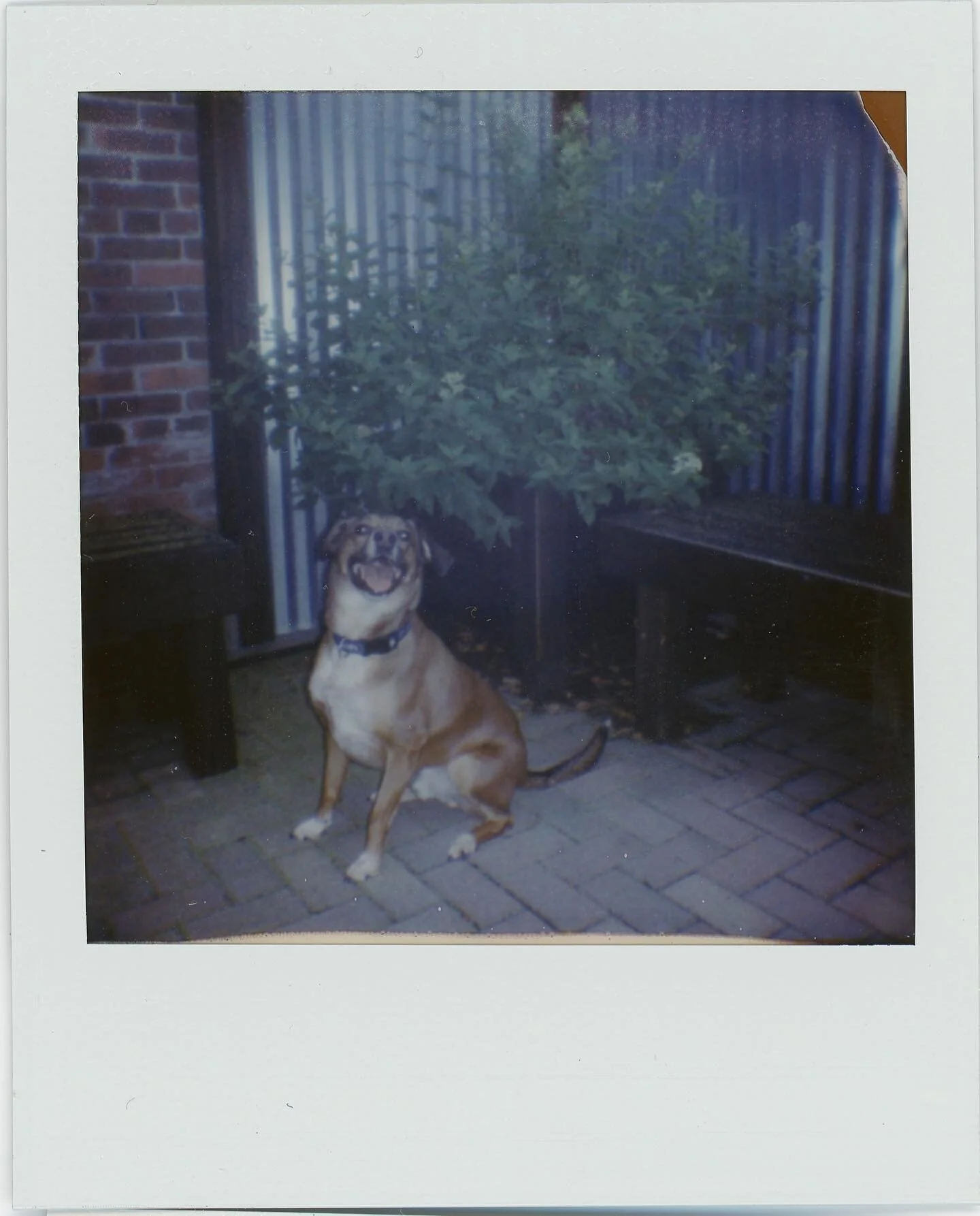 Taco

Polaroid GO

#polaroid #polaroidGO #filmphotography #photography #dogsonfilm #colorphotography #analogphotography #petportrait #pittsburghcreative #film