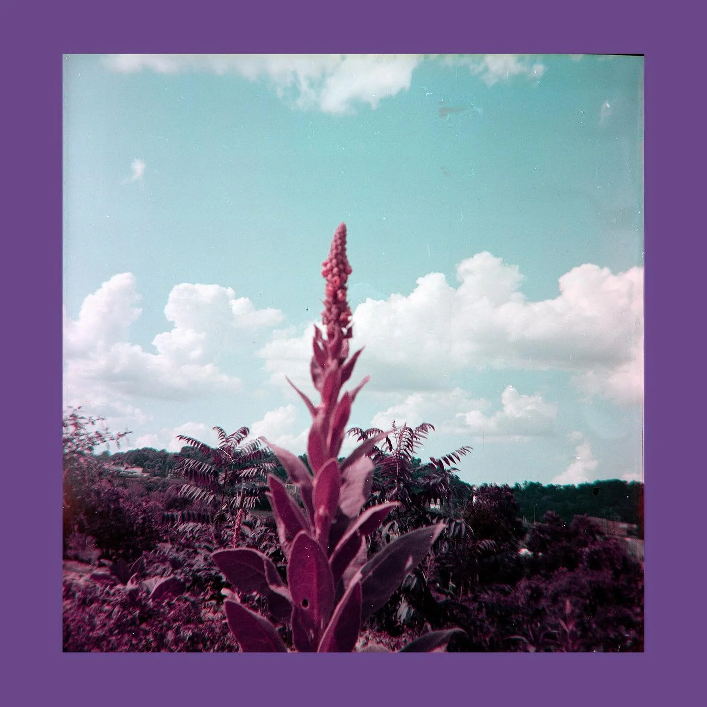 Purple Harvest

medium format

#lomopurple #kodakduaflexiv #filmphotography #photography #620film #colorphotography #lomochromepurple #analogphotography #120film #lomography #mediumformat #pittsburghcreative #film