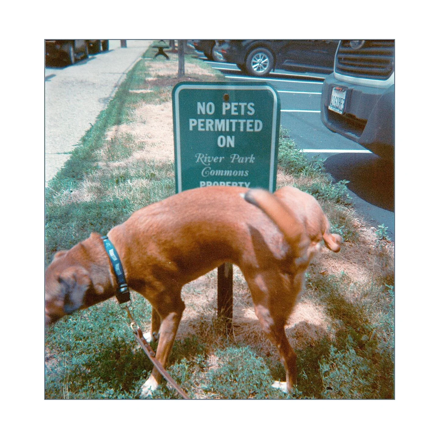 No Pets

medium format

#gold200 #kodakduaflexiv #filmphotography #photography #620film #colorphotography #kodakgold200 #analogphotography #120film #mediumformat #pittsburghcreative #fil