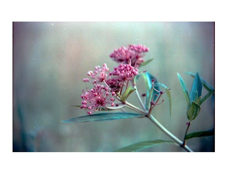 Pollinator

35mm

#cinestill400D #minoltaxgm #filmphotography #photography #cinestill400dynamic #colorphotography #analogphotography #35mm #pittsburghcreative #film