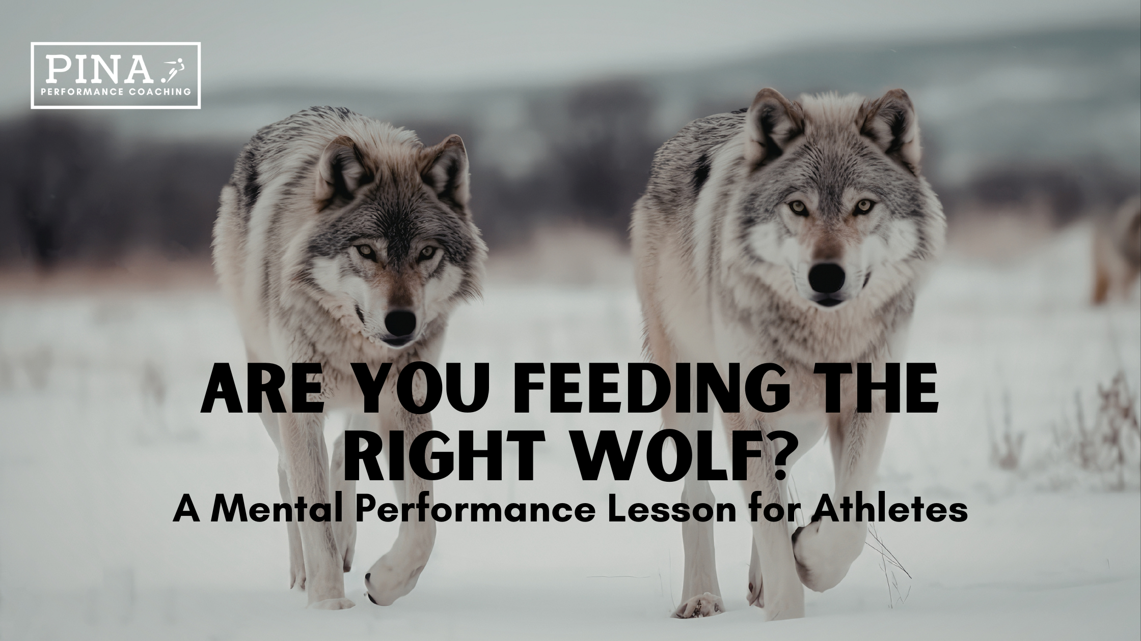 Are You Feeding the Right Wolf? A Mental Performance Lesson for Athletes