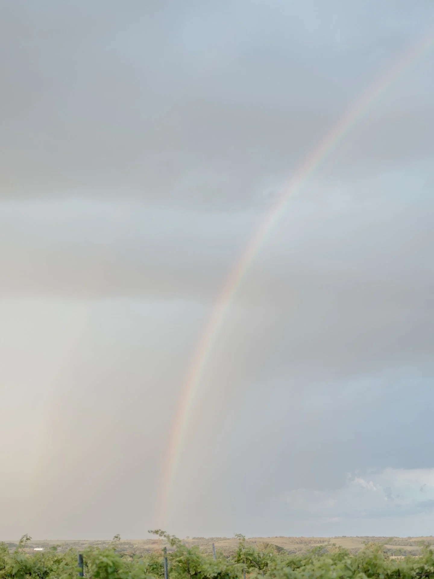 Merry Christmas 🌿✨

A rainbow arching gracefully over the vineyard&mdash;a beautiful reminder of God&rsquo;s promises and His unending goodness. In this season of joy and celebration, let&rsquo;s pause to remember the true reason for the season! 

W