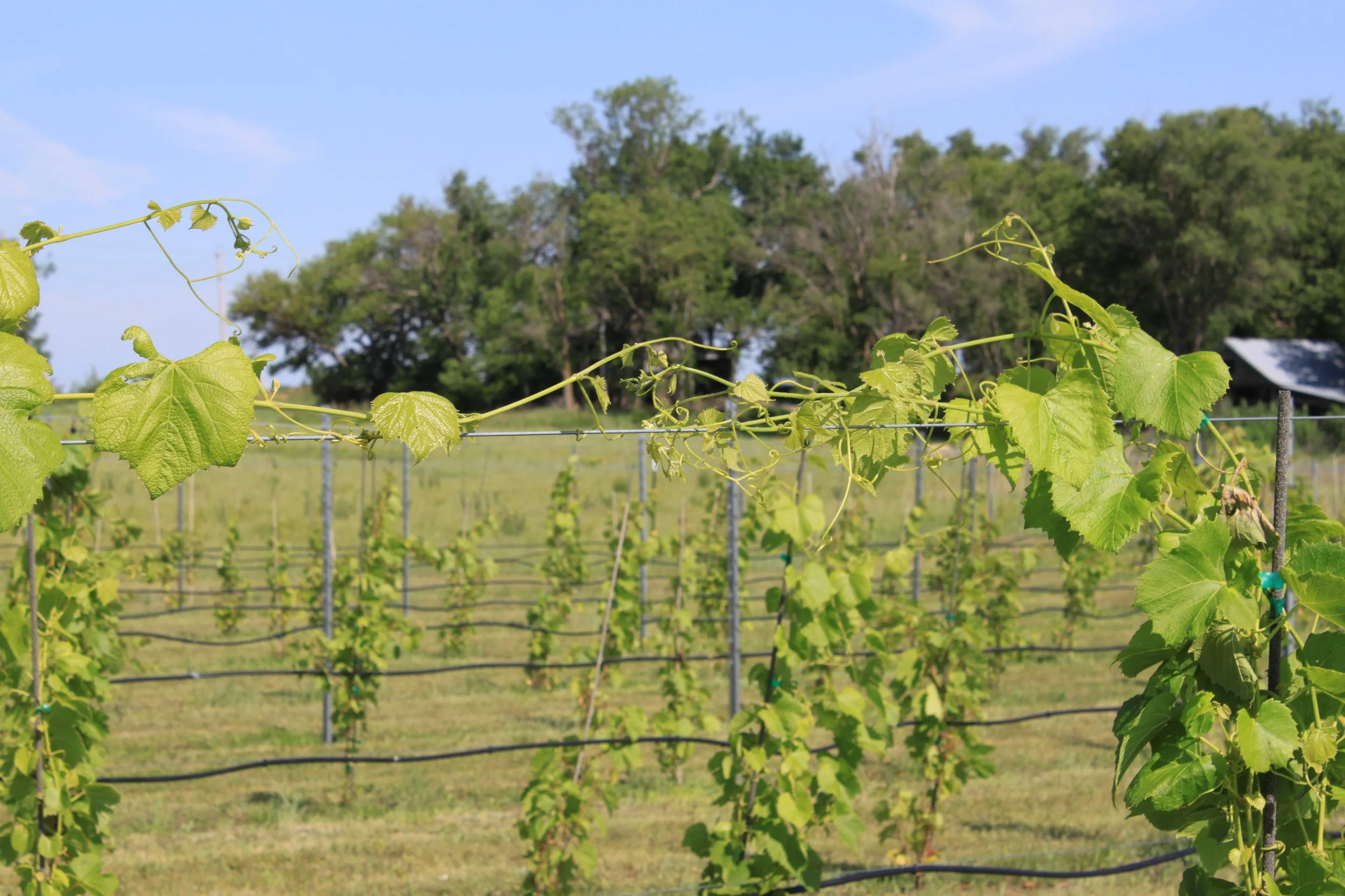 Vineyard & Winery — Divine Vineyard & Venue Divine Venue