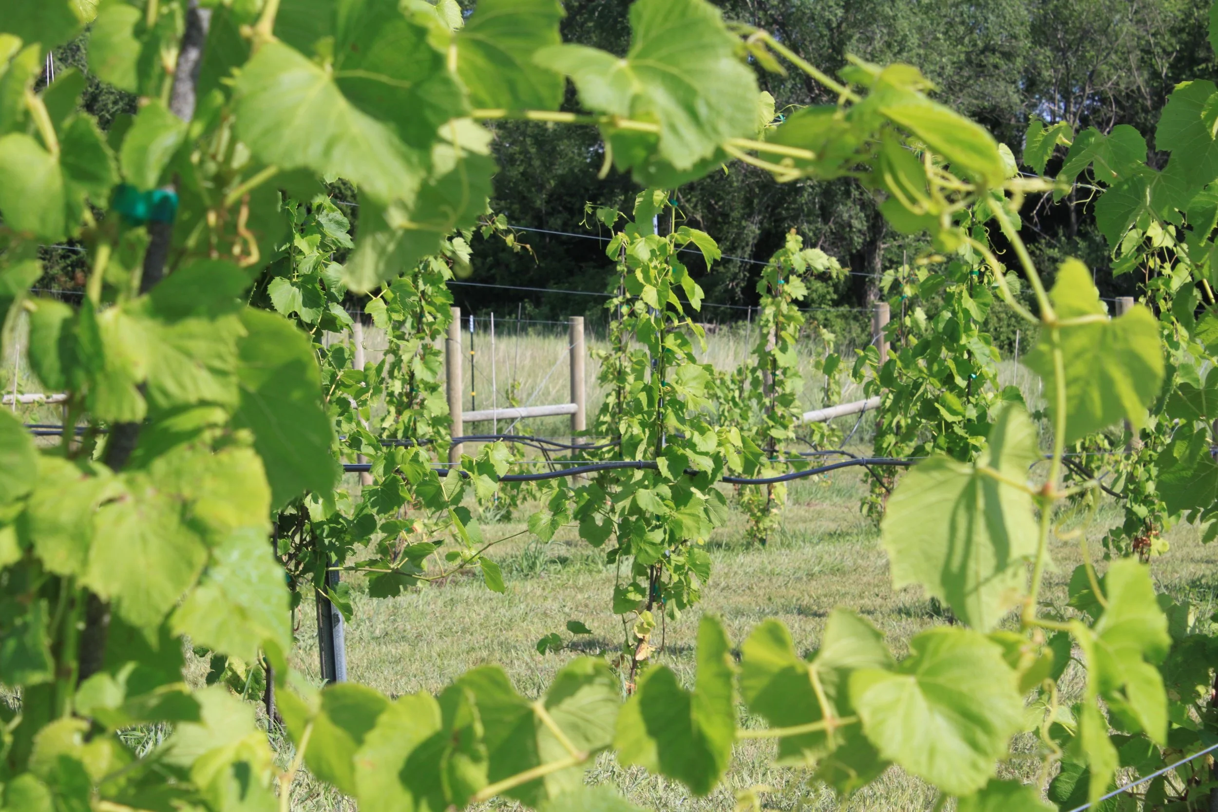 northside vineyard.JPG