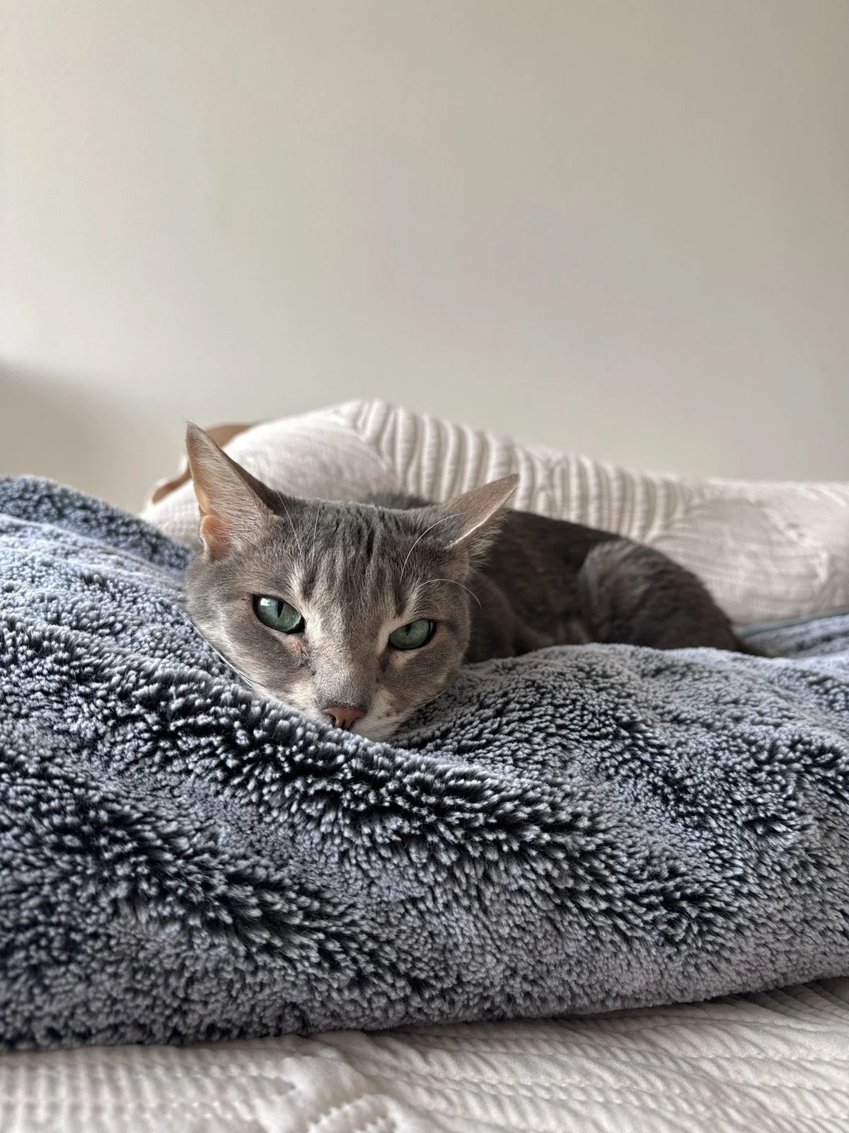 Pet Medications (BPC Staff Only): March 18