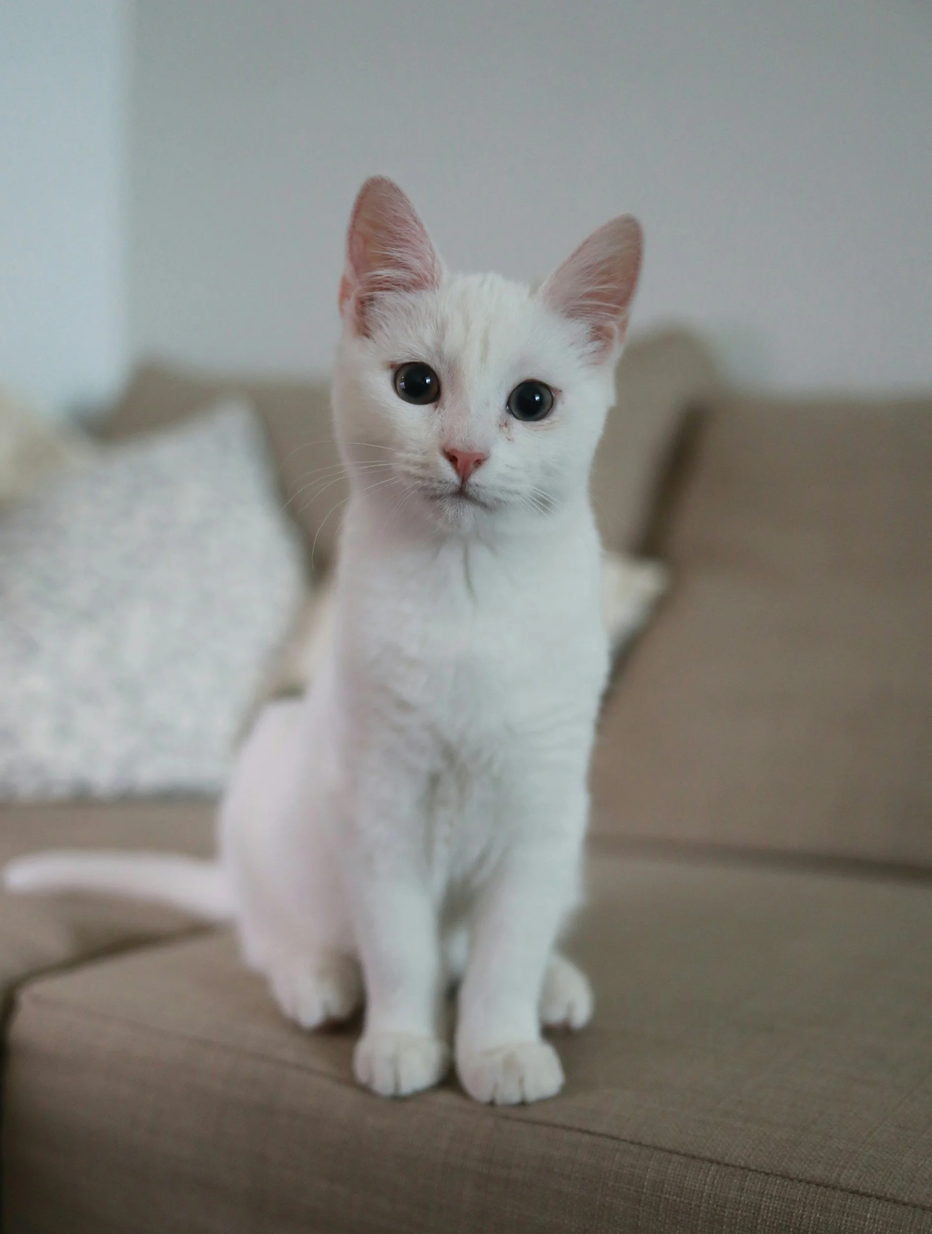 Pet CPR & First Aid: November 15