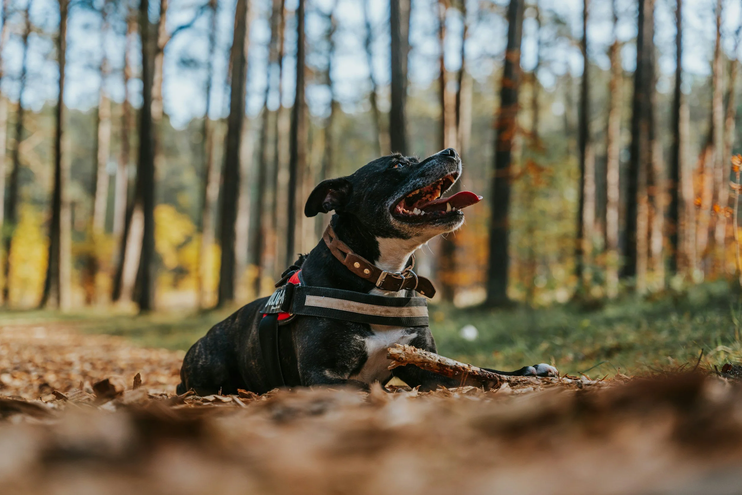 Best Dog Parks in Northern Virginia