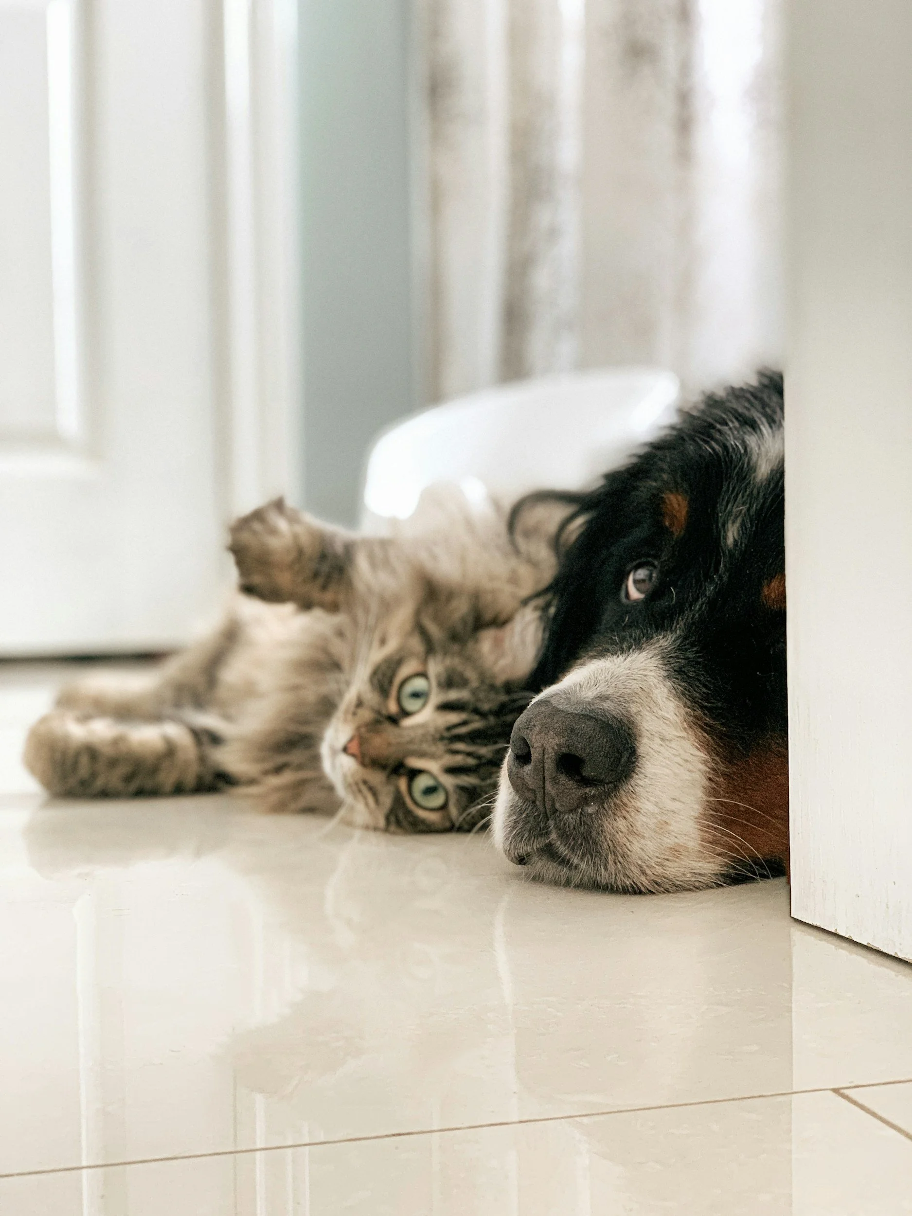 Pet CPR &amp; First Aid: September 19