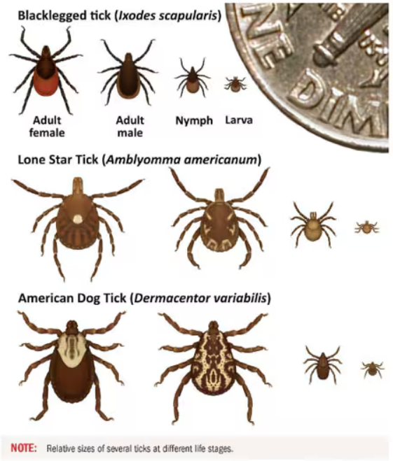 What Every Dog Parent in the DMV Needs to Know About Ticks