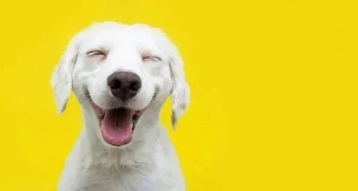 Pet Medications (BPC Staff Only): April 2