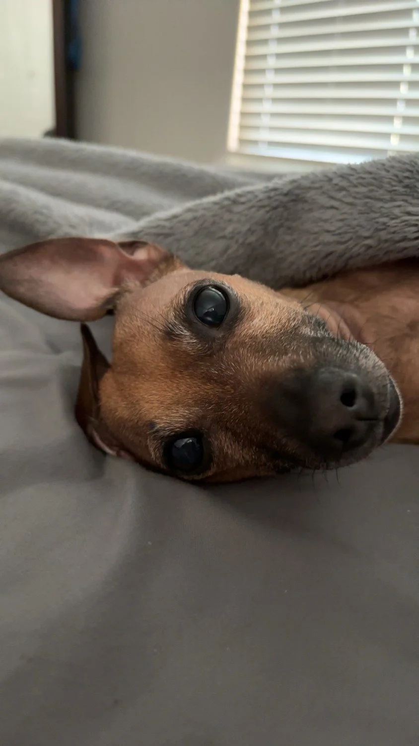 Pet CPR &amp; First Aid: April 10