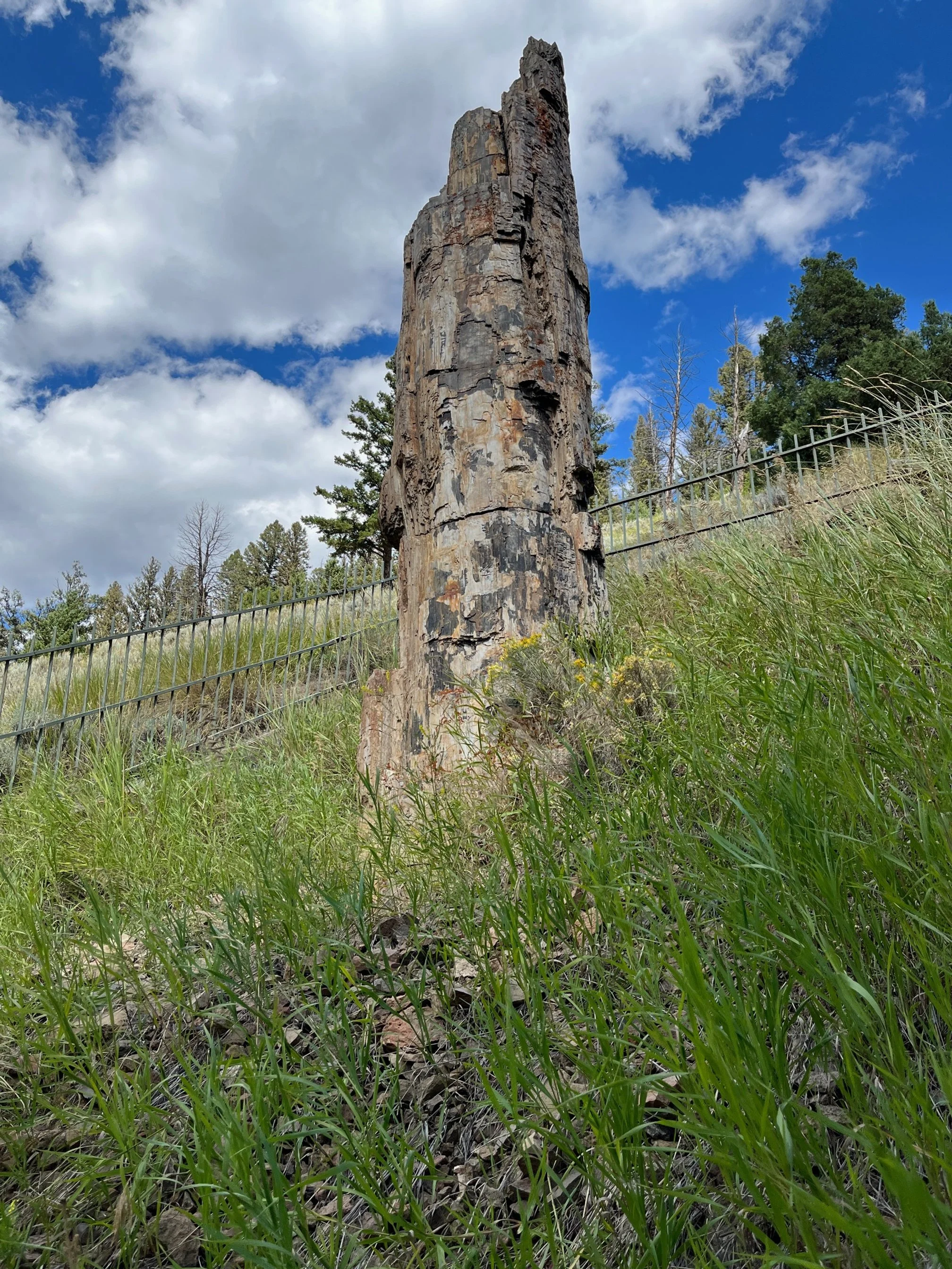 10-days-yellowstone-national-park-itinerary-petrified-tree.JPG