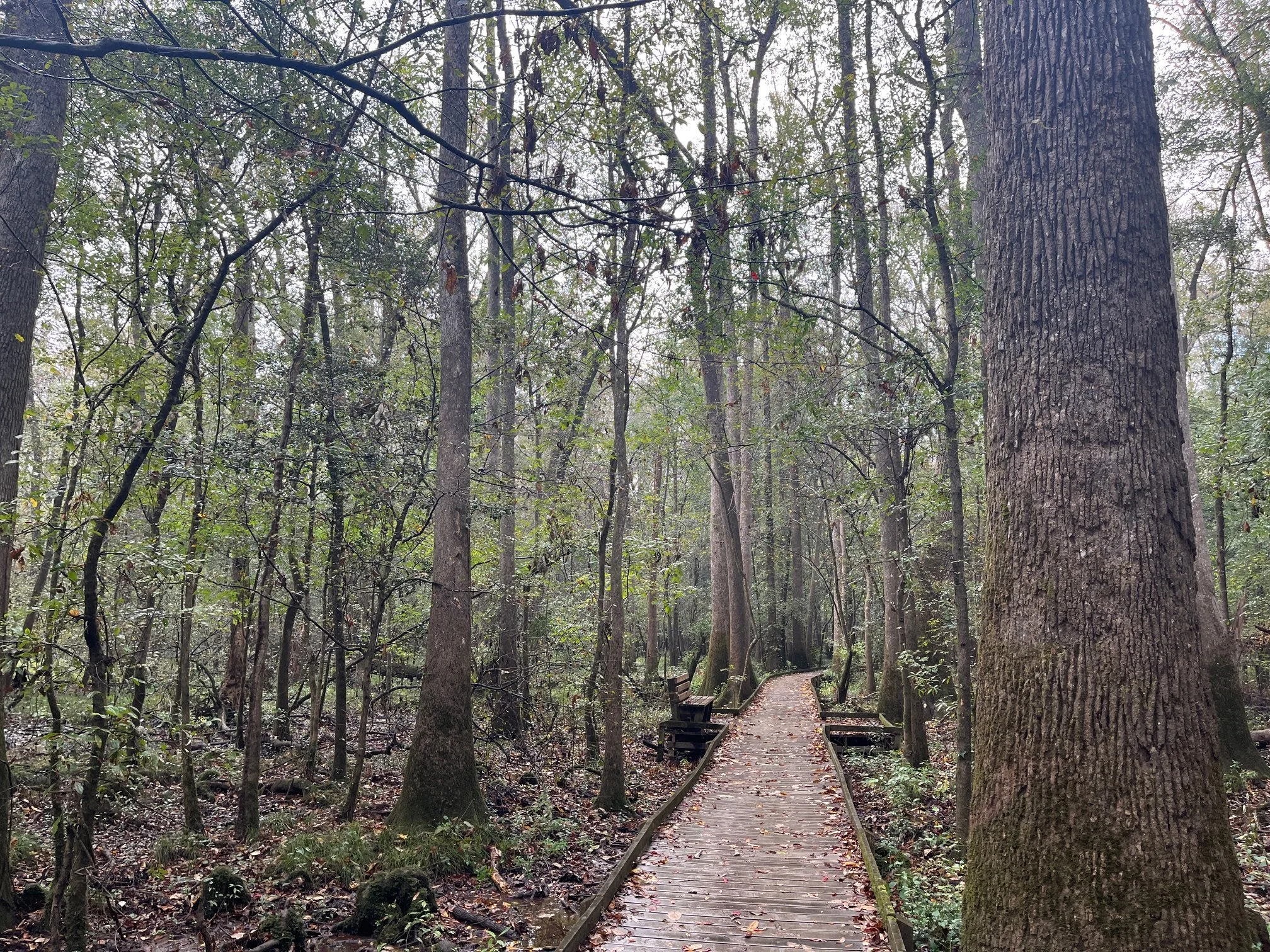 Low wooden boardwalk cuts through a cypress forest with a wooden bench available ahead on the trail