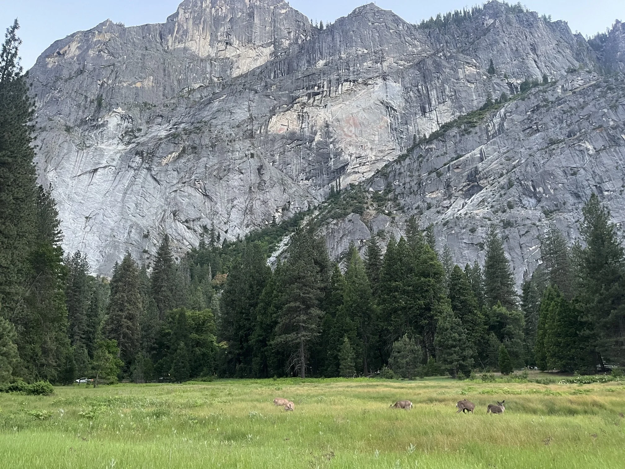 Deer graze in a field near Camp Curry in Yosemite National Park