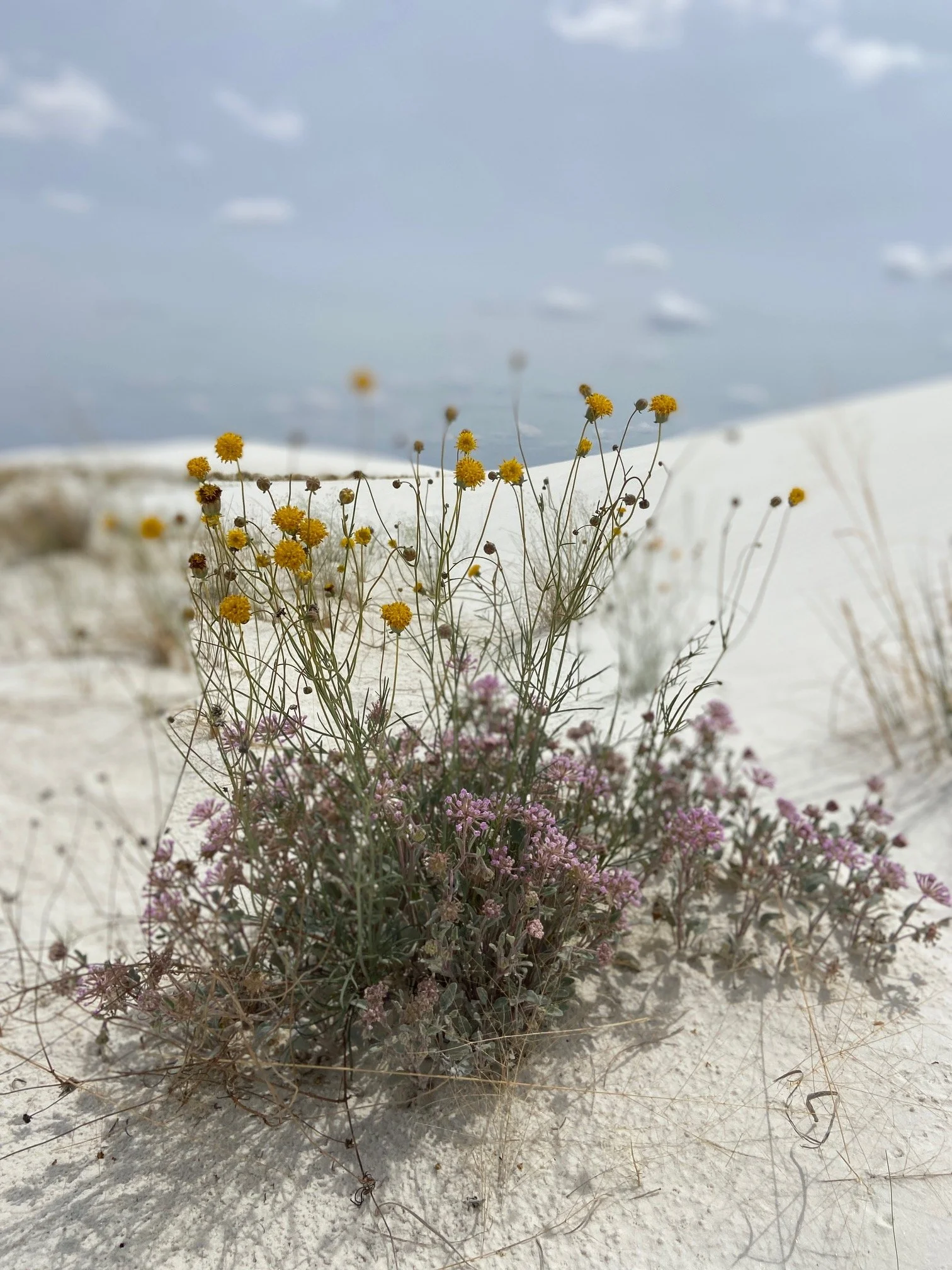 Purple flowers blooming in the dunes