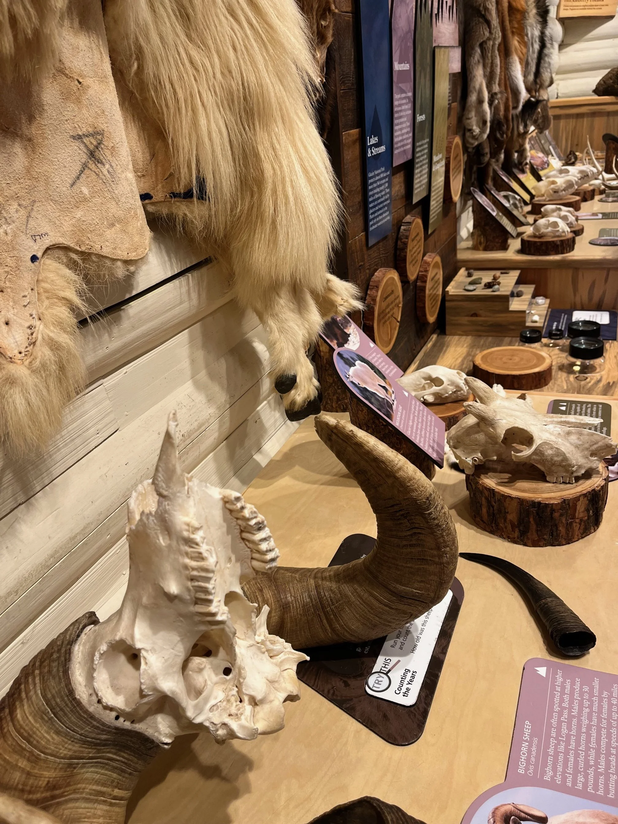 Furs and skulls at the Nature Center in Glacier National Park